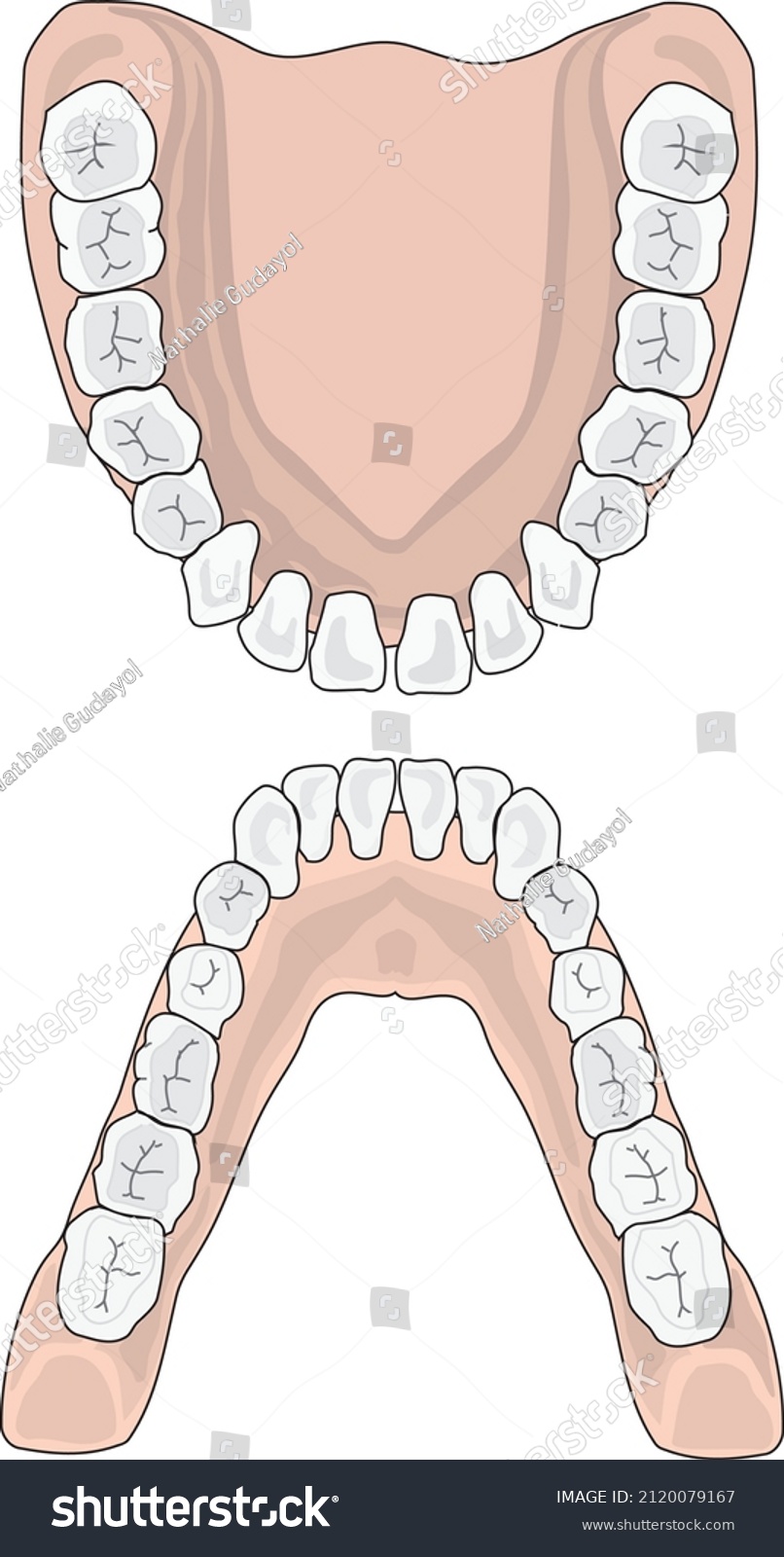 Upper Lower Dental Arch Anatomy Tooth Stock Vector (Royalty Free ...