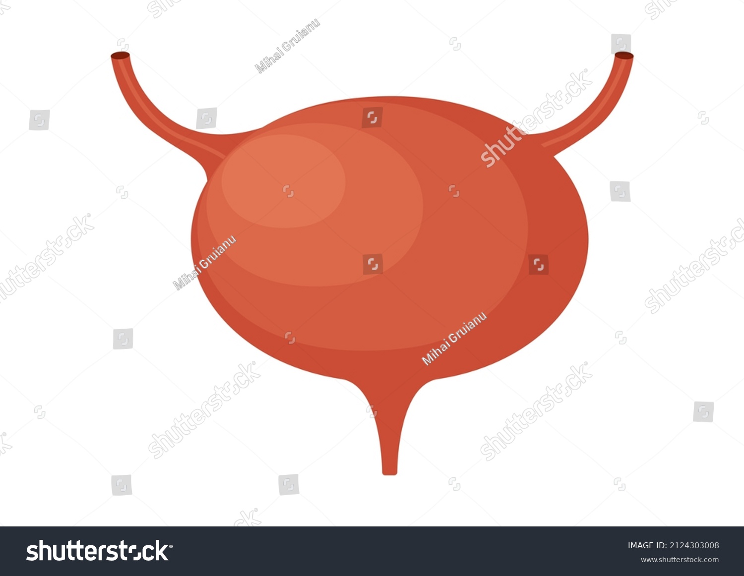 red bladder anatomy, medical, isolated on white clip art preview