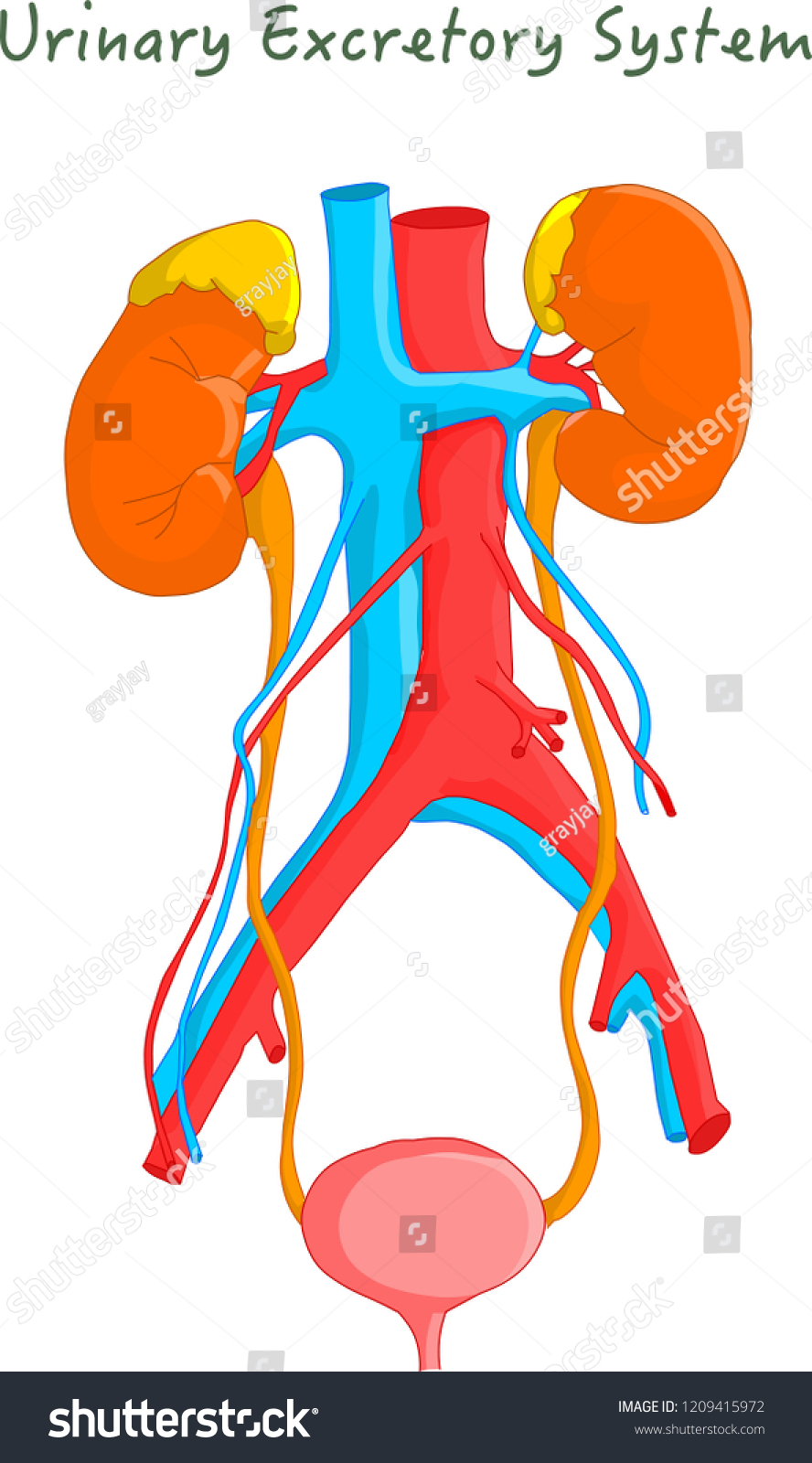 Urinary Excretory System Kidneys Urinary System Stock Vector (Royalty ...