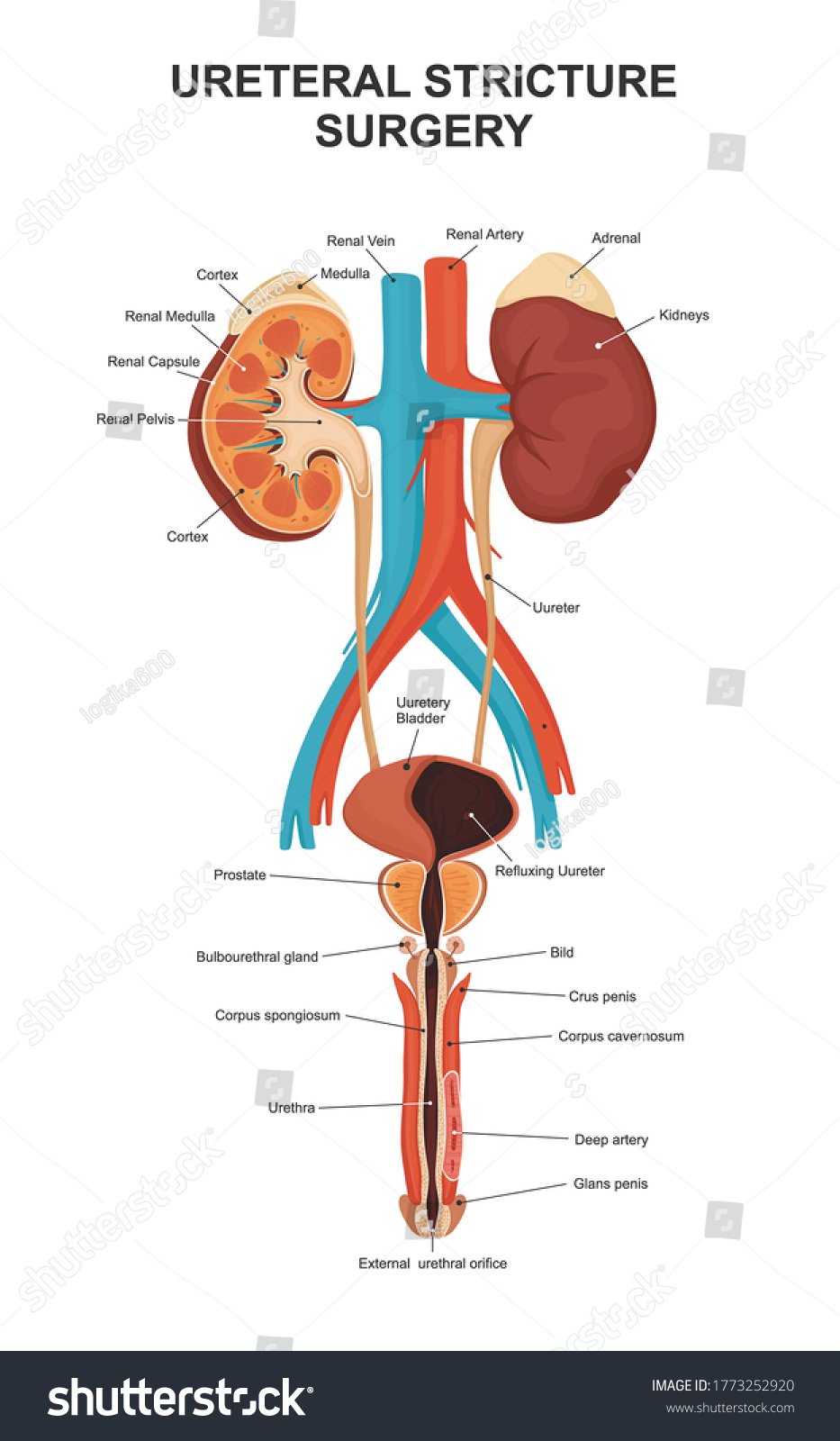 Urinary System Human Kidney Anatomy Kidney Stock Vector (Royalty Free ...