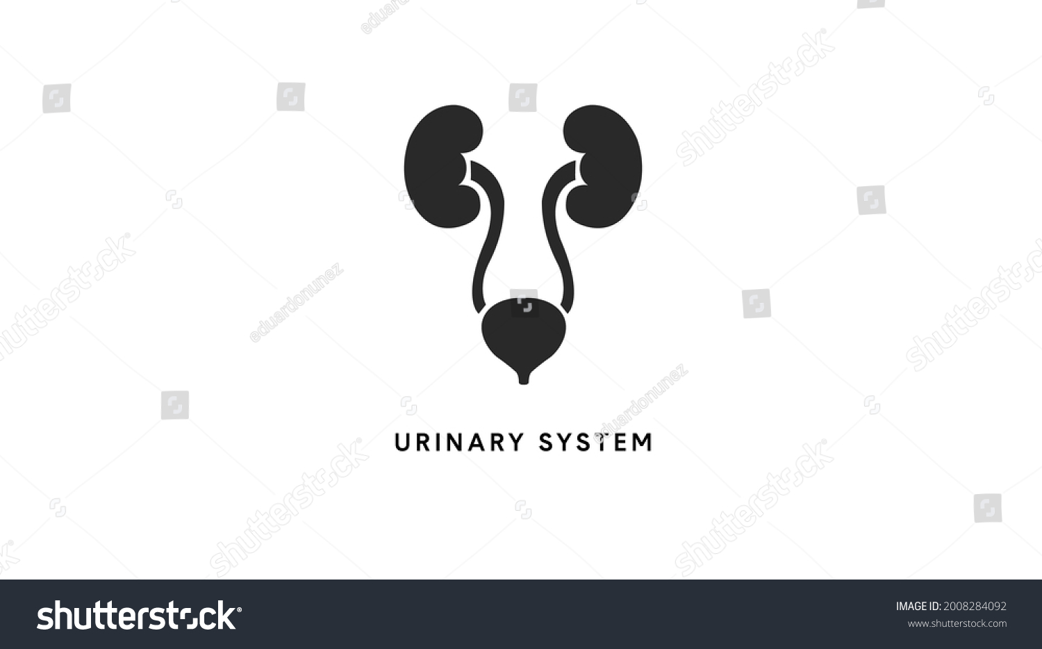 Urinary System Vector Black White Editable Stock Vector Royalty Free
