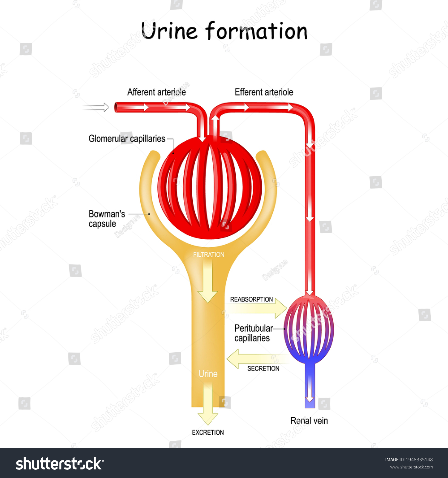 Urine Formation Glomerulus Kidney Filtration Reabsorption: vetor stock ...