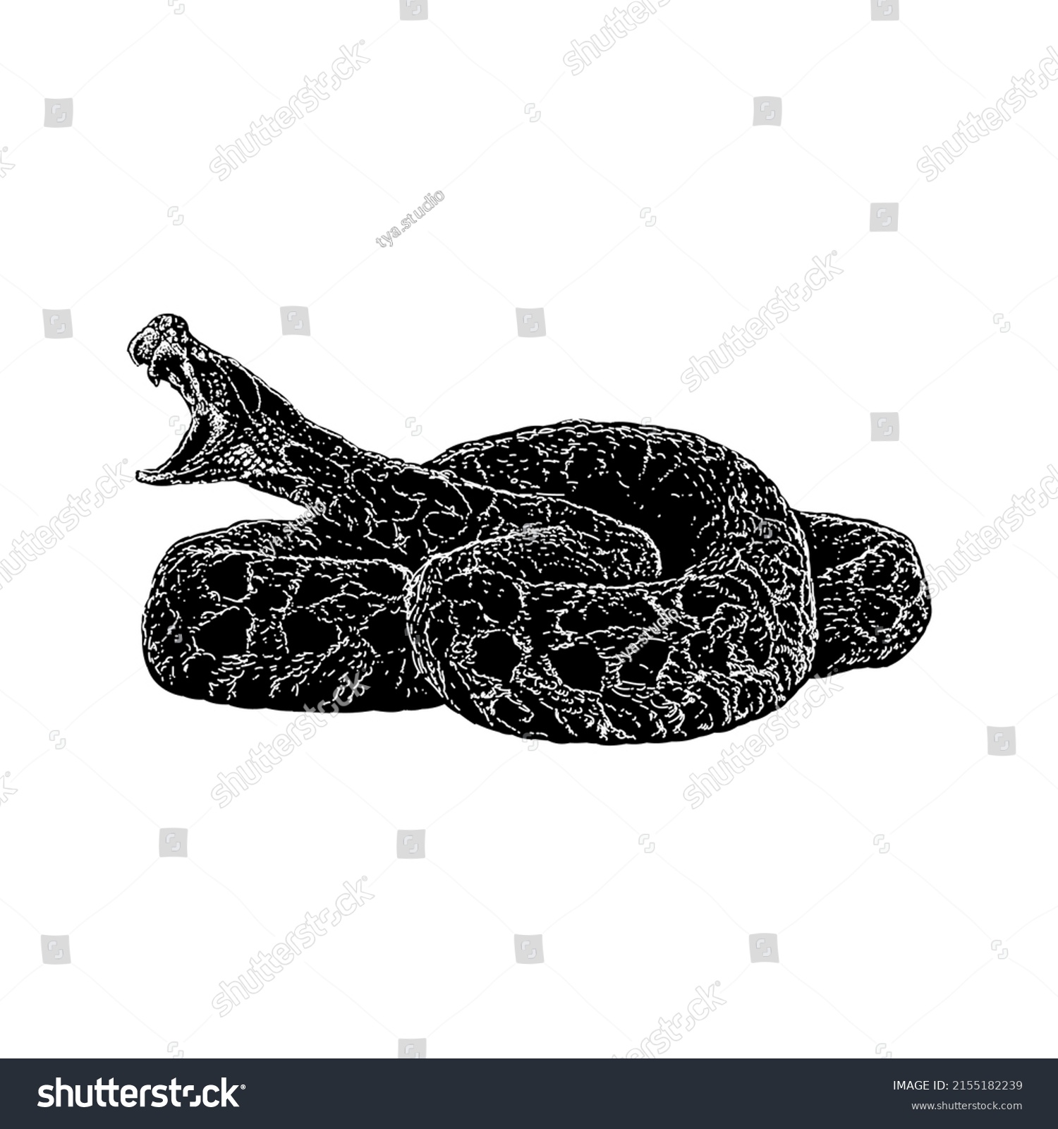 Urutu Snake Hand Drawing Vector Illustration Stock Vector (Royalty Free ...