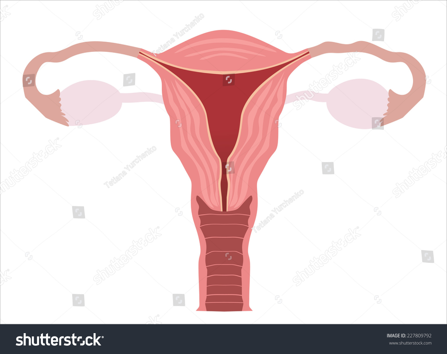 Uterus And Ovaries Organs Of Female Reproductive System Stock Vector Illustration 227809792 3115