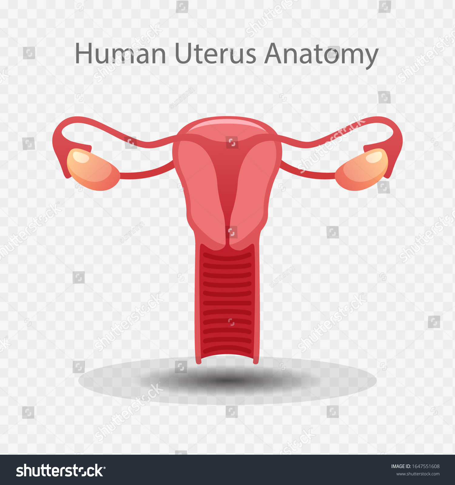 Vektor Stok Uterus Vector Illustration Human Uterus Anatomy (Tanpa ...