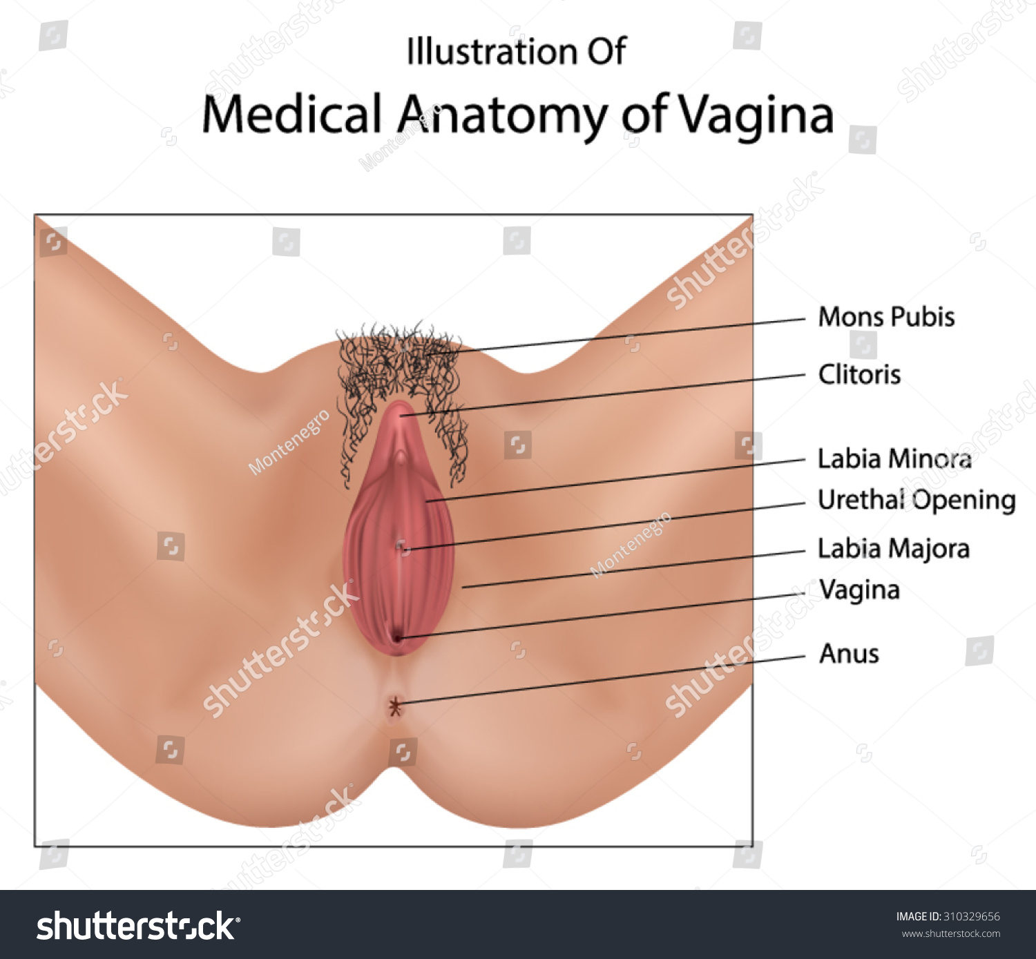 Pics Of Vagina 36