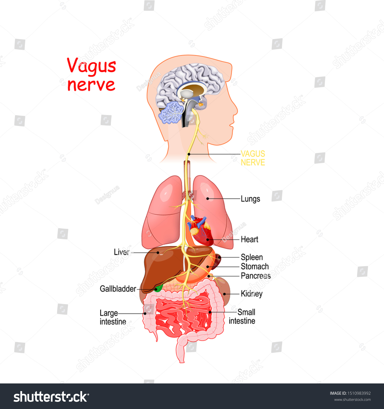 迷走神経は 心臓 肺 消化管の副交感神経制御と結び付く 自律神経系最長神経 のベクター画像素材 ロイヤリティフリー