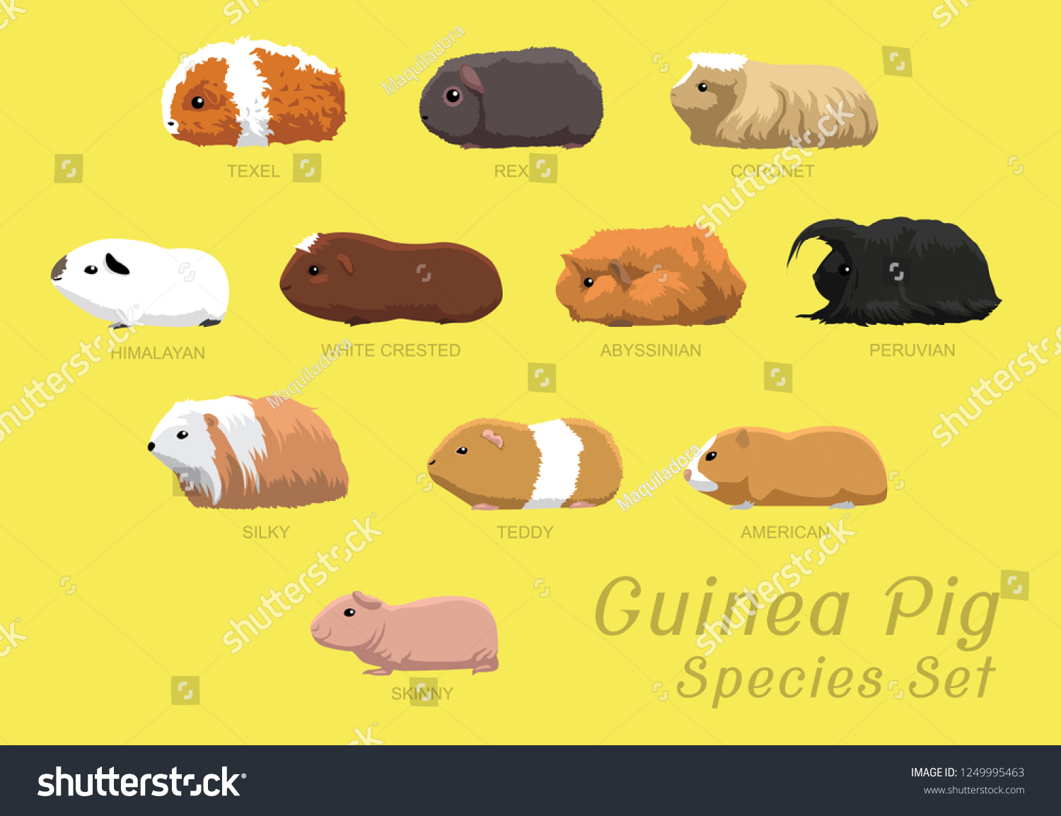 4,983 Pig species Images, Stock Photos & Vectors | Shutterstock