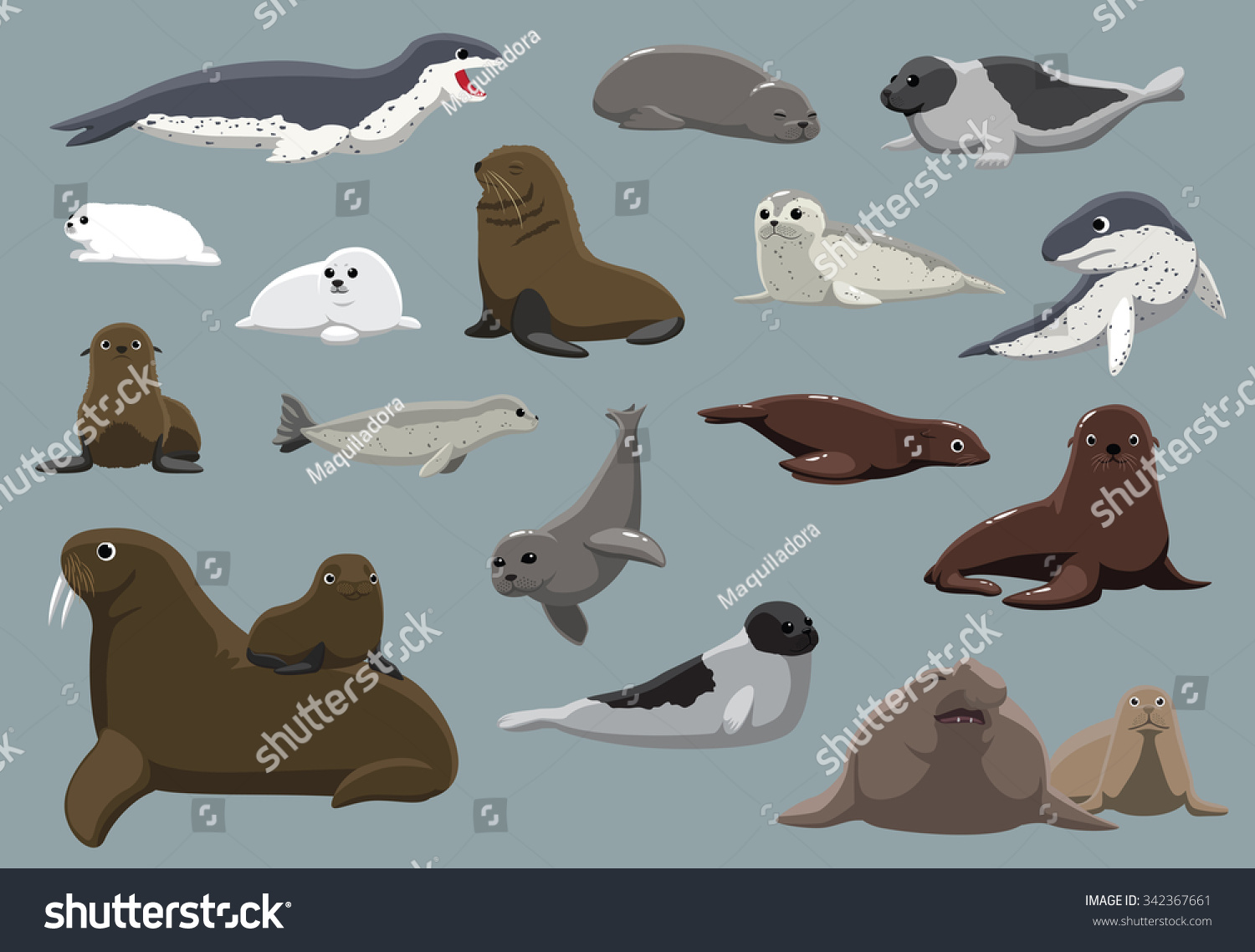 Various Seals Set Cartoon Vector Illustration Stock Vector Royalty