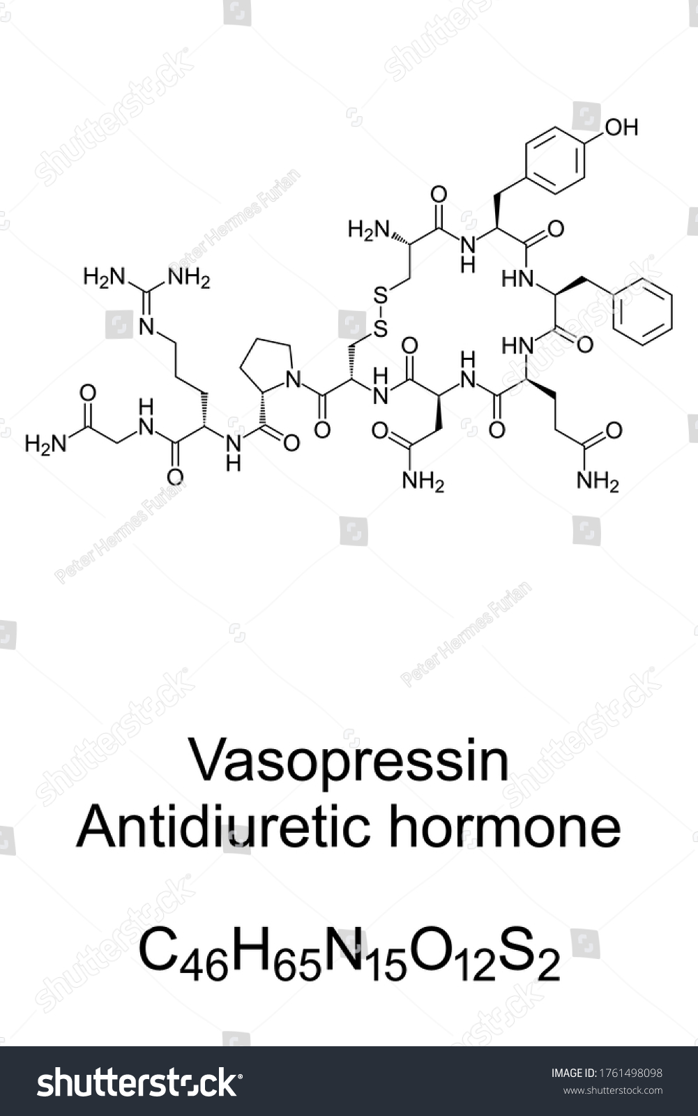 バソプレッシン 化学構造 抗利尿ホルモン Adh アルギニンバソプレッシン Avp アルギプレシン 視床下部のニューロンで合成されたホルモン 骨格式 イラトス のベクター画像素材 ロイヤリティフリー