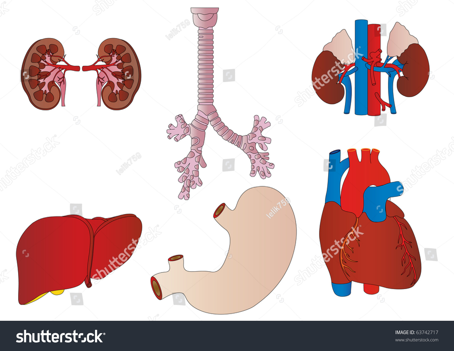 Vector A Set Of An Internal Of The Person Of A Kidney, A Liver, A ...