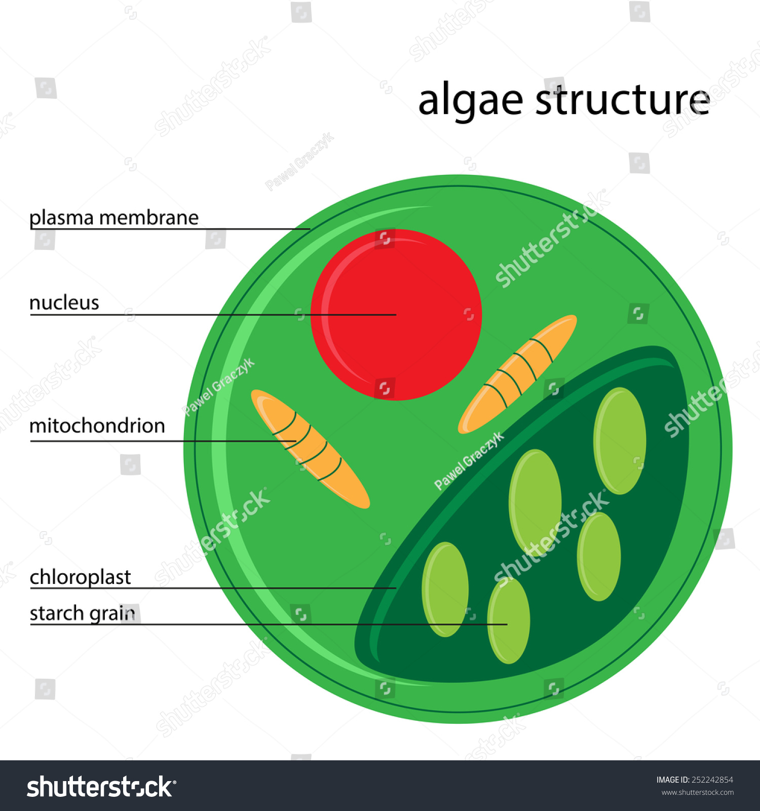Vector Algae Structure Stock Vector 252242854 - Shutterstock