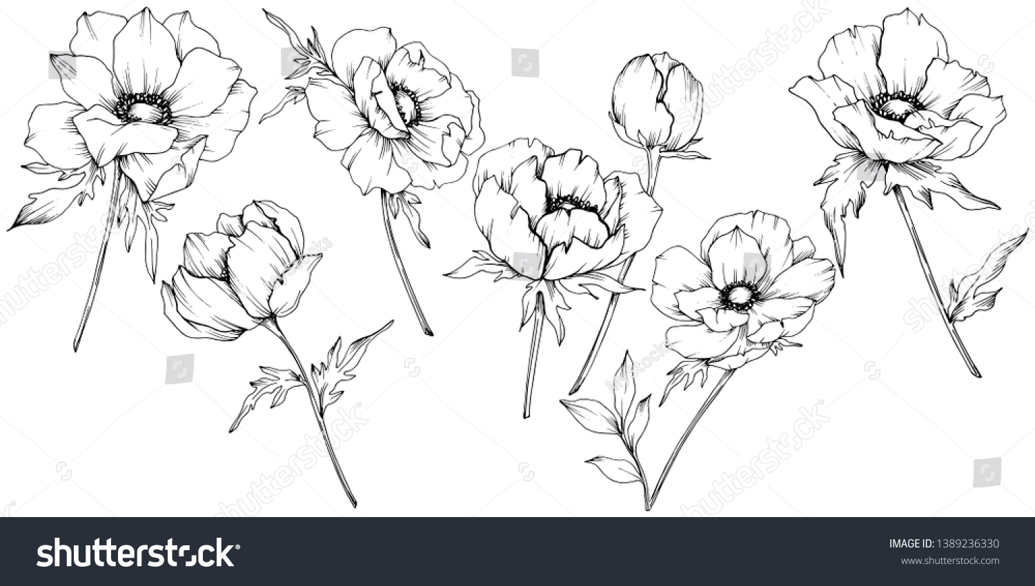 ベクター アネモネ花柄の植物 野春の葉やま草 白黒の彫刻インキアート 白い背景にアネモネイラストエレメント のベクター画像素材 ロイヤリティフリー