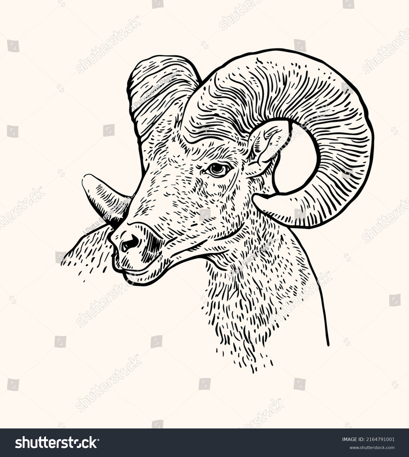 Vector Antique Engraving Drawing Illustration Sheep Stock Vector ...