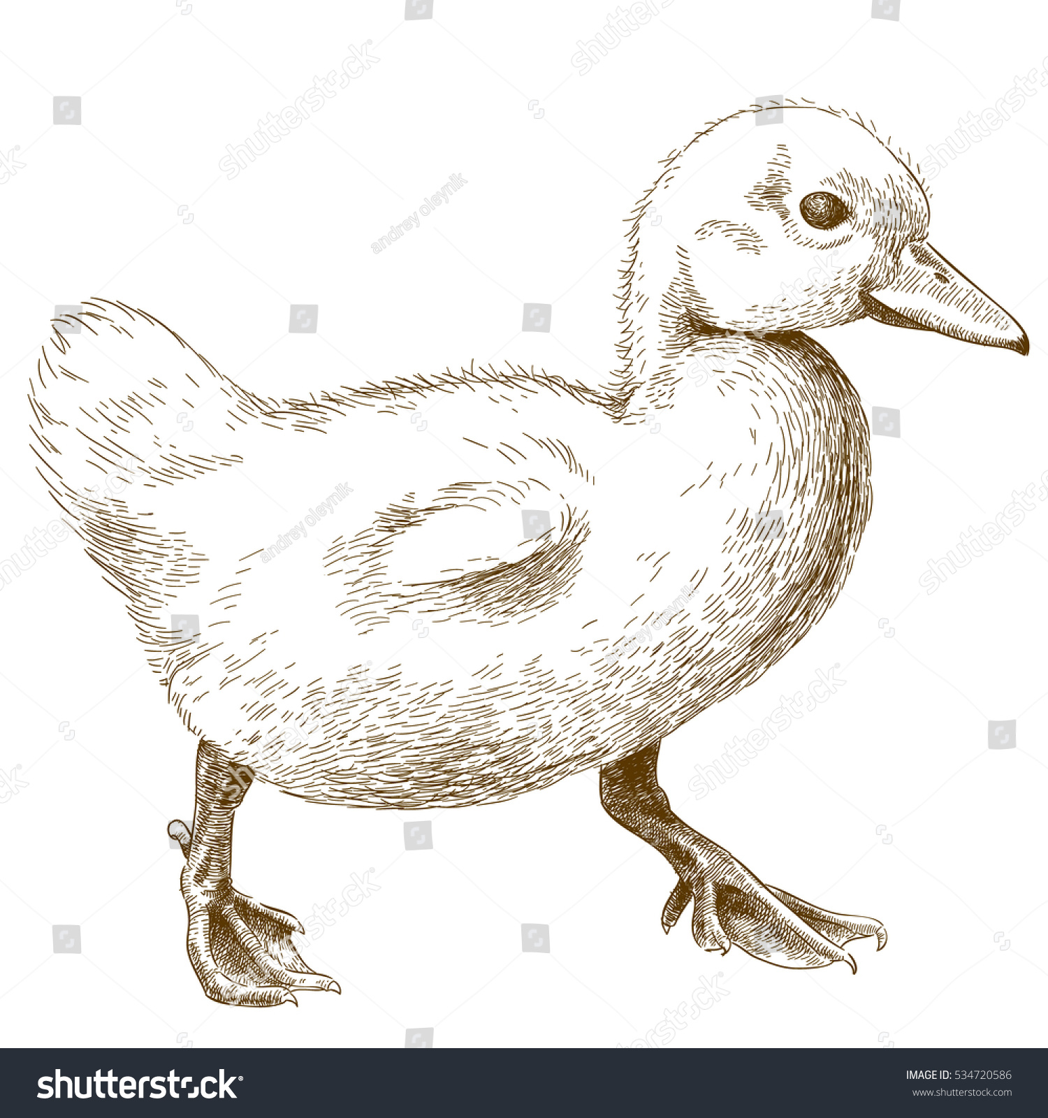 Duckling drawing Images, Stock Photos & Vectors Shutterstock