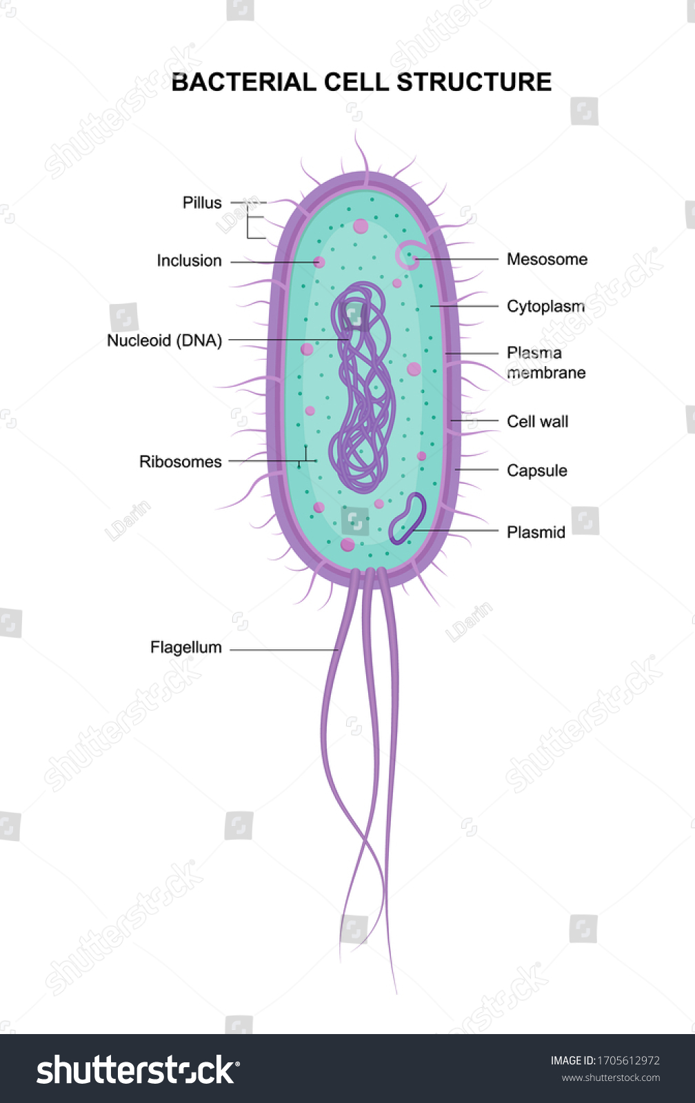 Vector Bacterial Cell Anatomy Isolated On Stock Vector Royalty Free 1705612972 2185