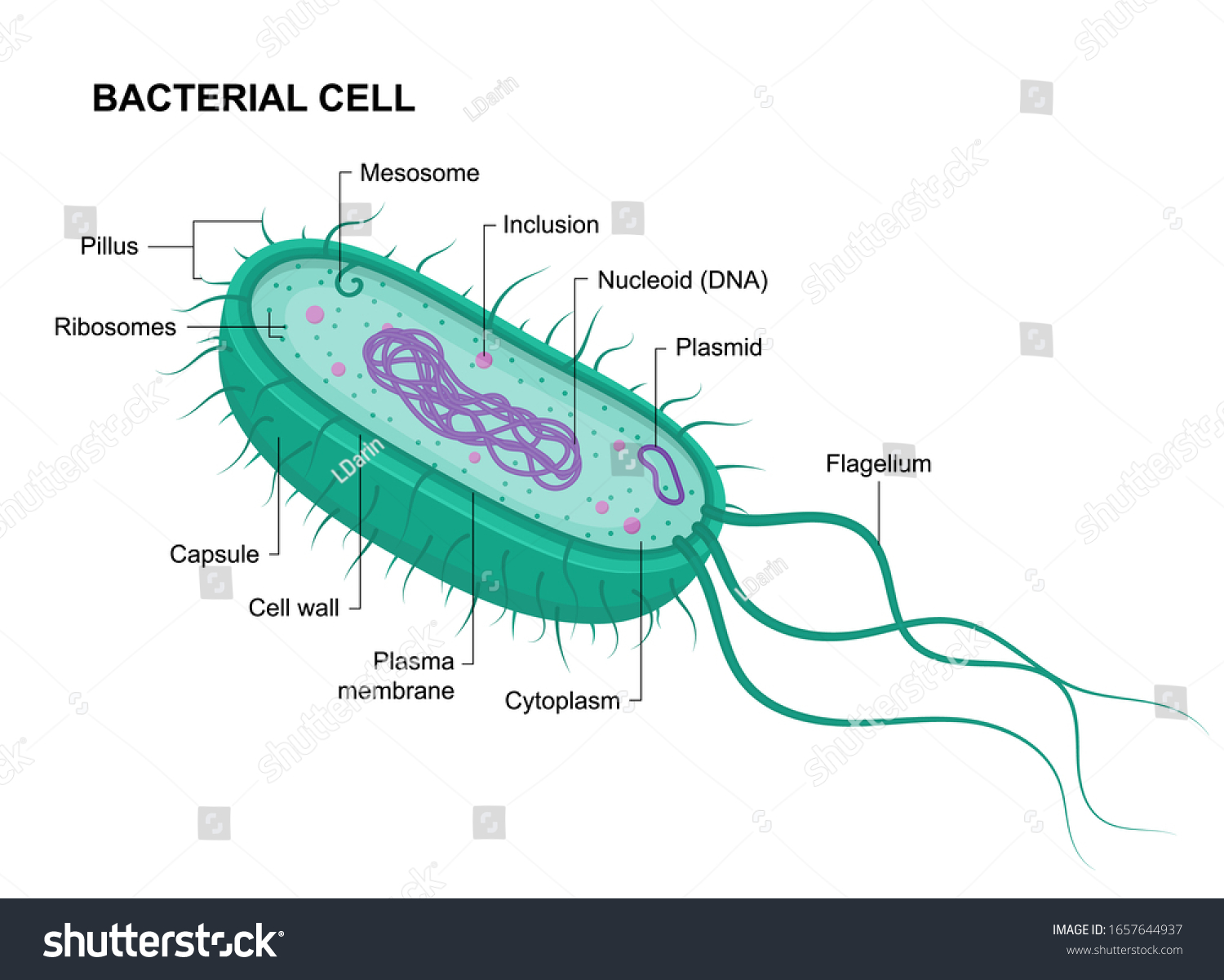 Vector Bacterial Cell Anatomy Isolated On Stock Vector (Royalty Free ...