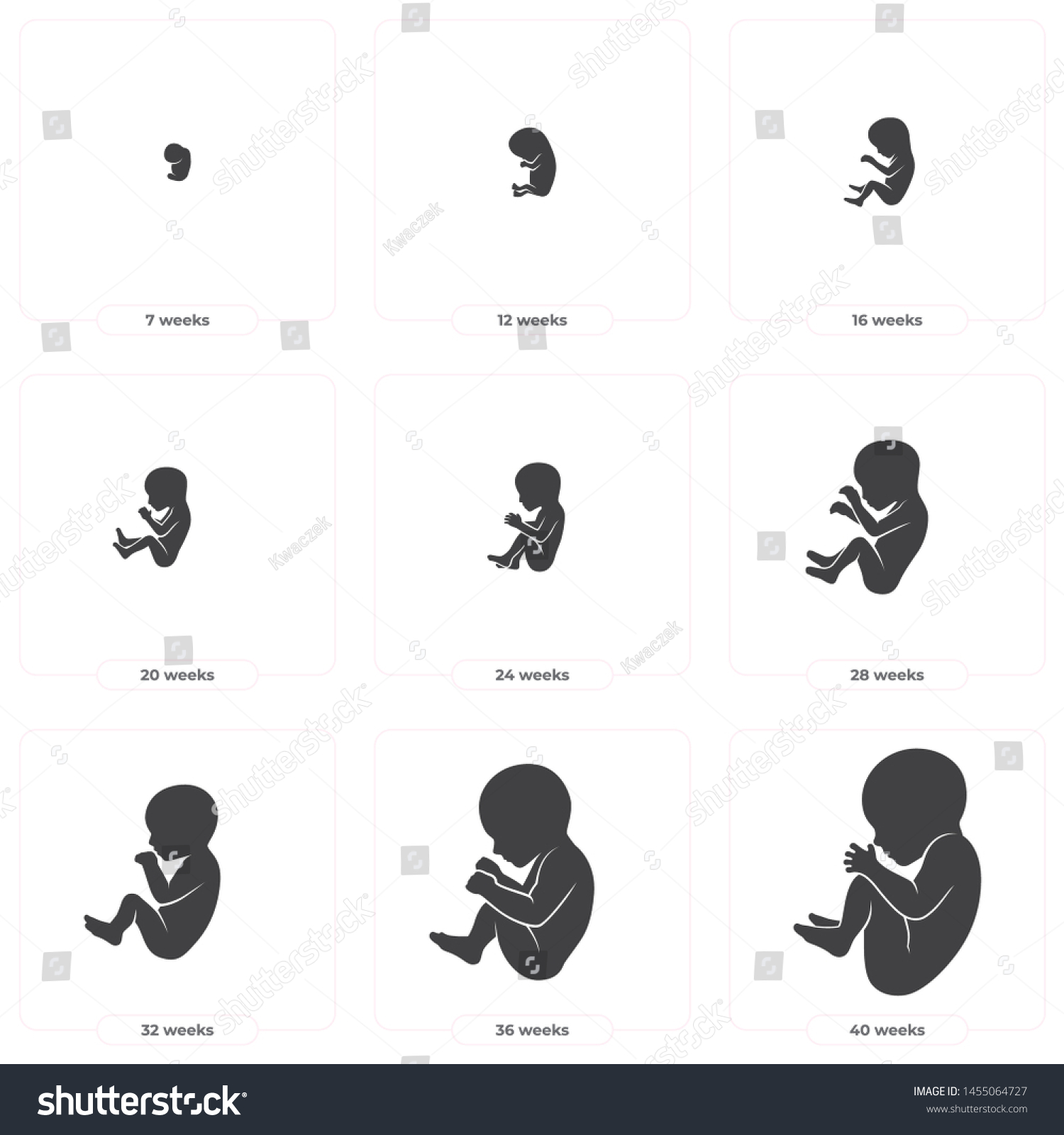 Vector Black Silhouette Fetal Development 40 Stock Vector Royalty Free 1455064727 Shutterstock 