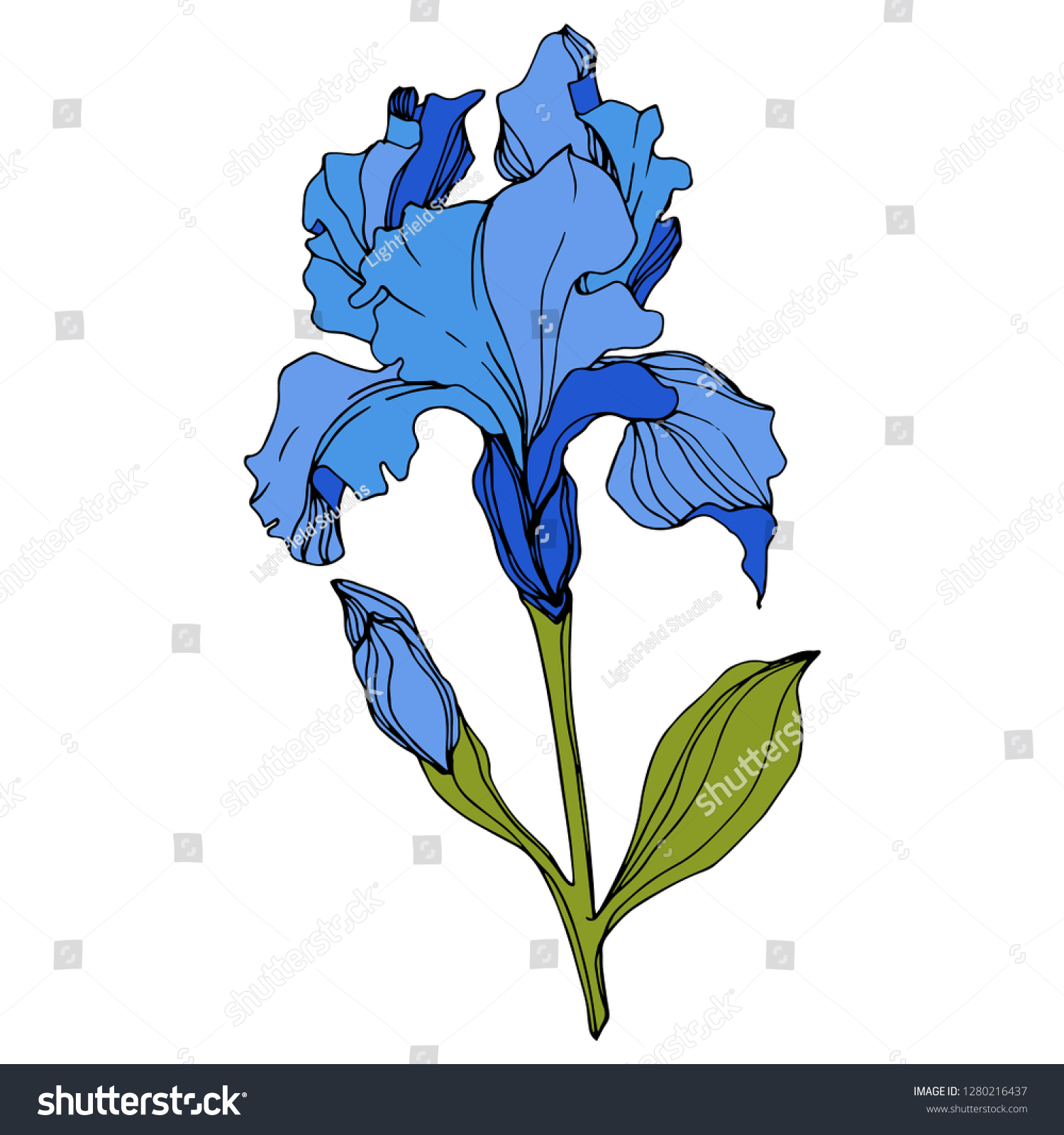 Vector Blue Iris Floral Botanical Flower Stock Vector Royalty ...