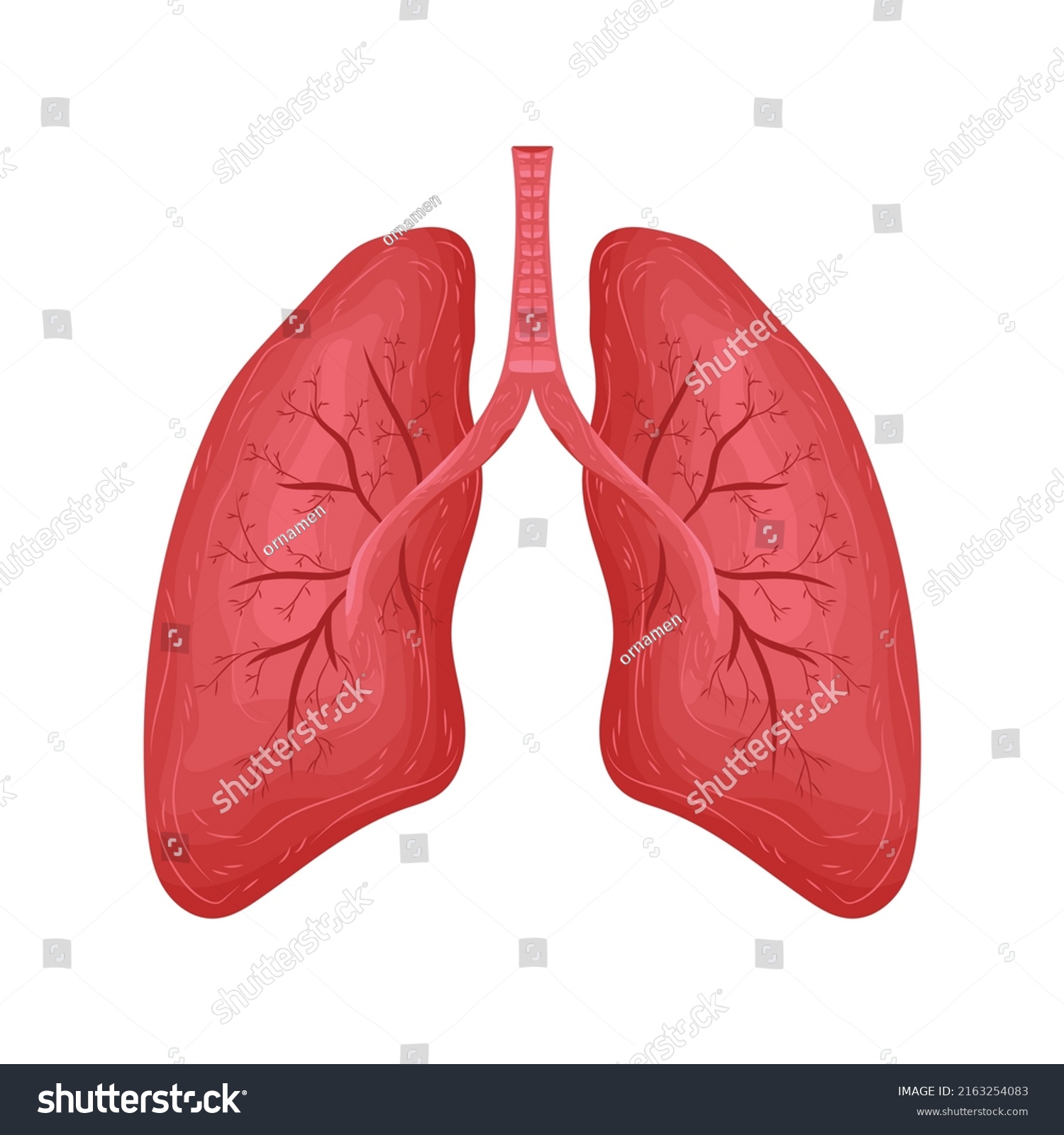 Vector Body Blood Drawing Biology Science Stock Vector (Royalty Free ...