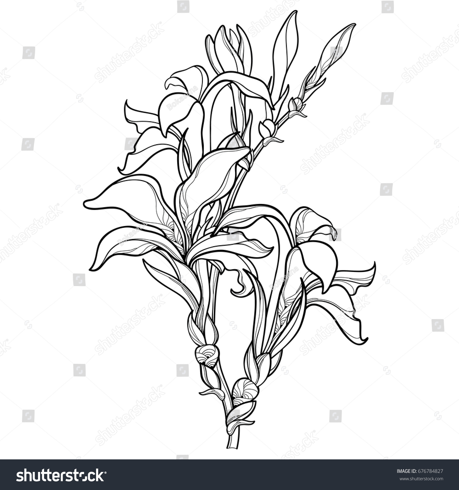 vector-branch-outline-canna-lily-canna-stock-vector-676784827