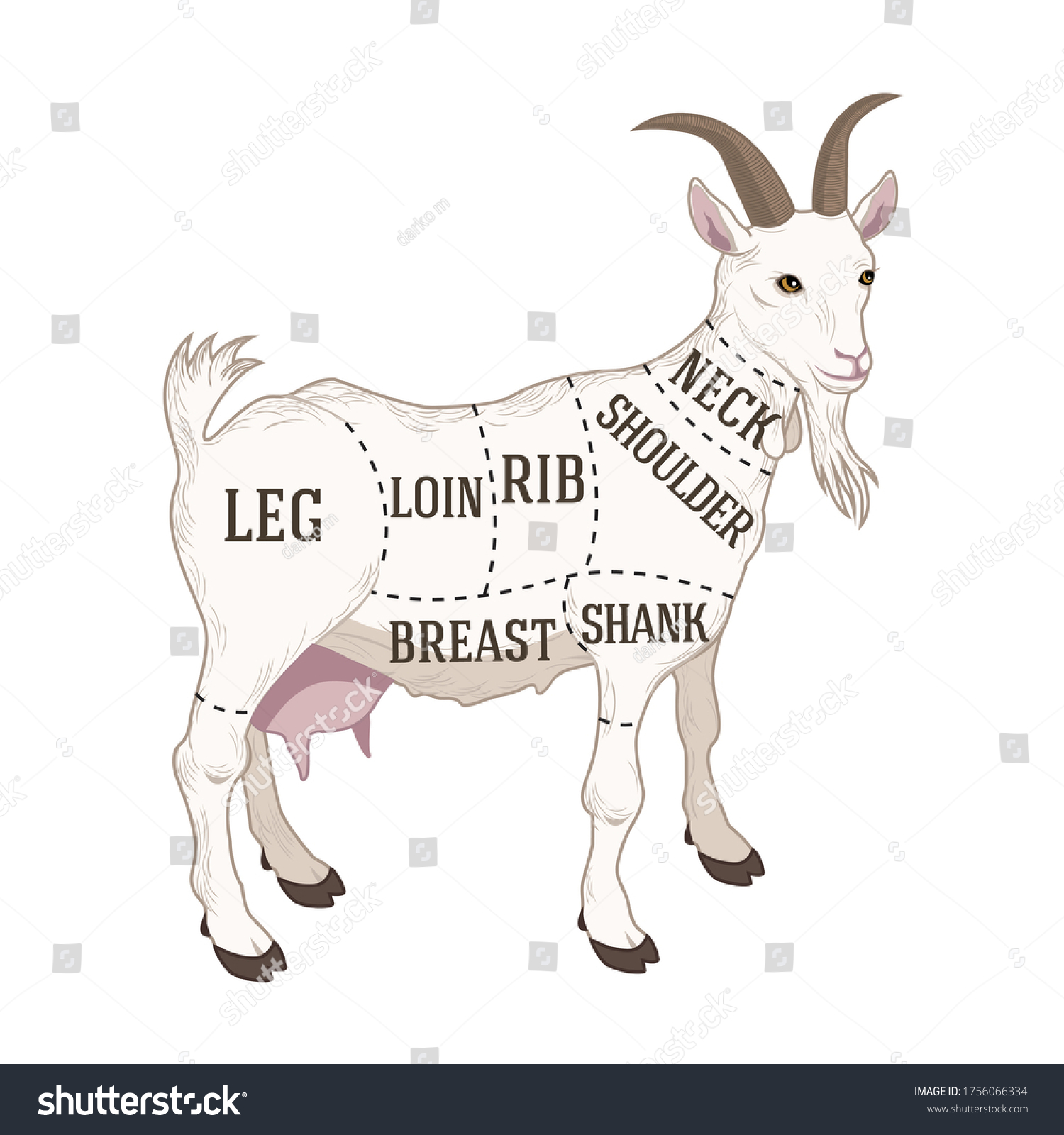 Vector Butchers Diagram Guide Cutting Goat Stock Vector (Royalty Free ...