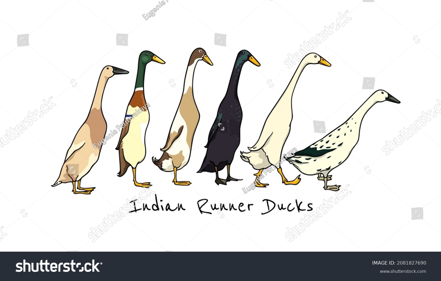 SVG of Vector card with a flock of cute various Indian Runner ducks. Ink drawing, graphic style. Beautiful farm products design elements. svg