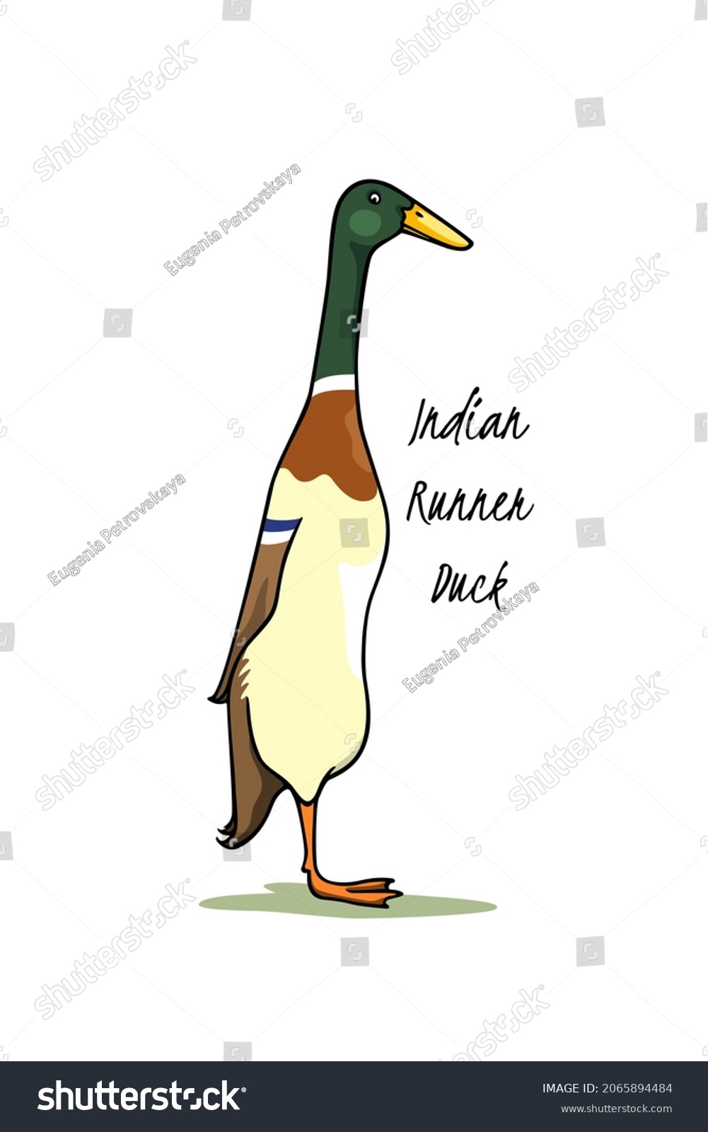 SVG of Vector card with hand drawn cute Mallard Indian Runner duck. Ink drawing, graphic style. Beautiful farm products design elements. svg