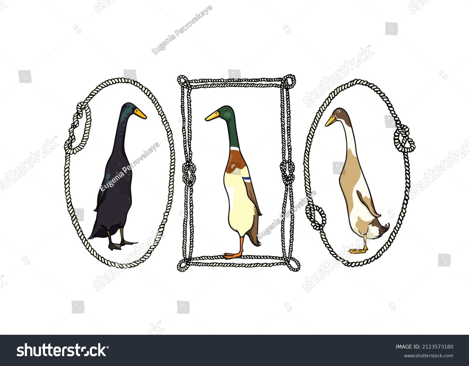 SVG of Vector card with hand drawn set of portraits of Indian Runner ducks in nautical rope frames. Ink drawing, graphic style. Beautiful farm products design elements. svg