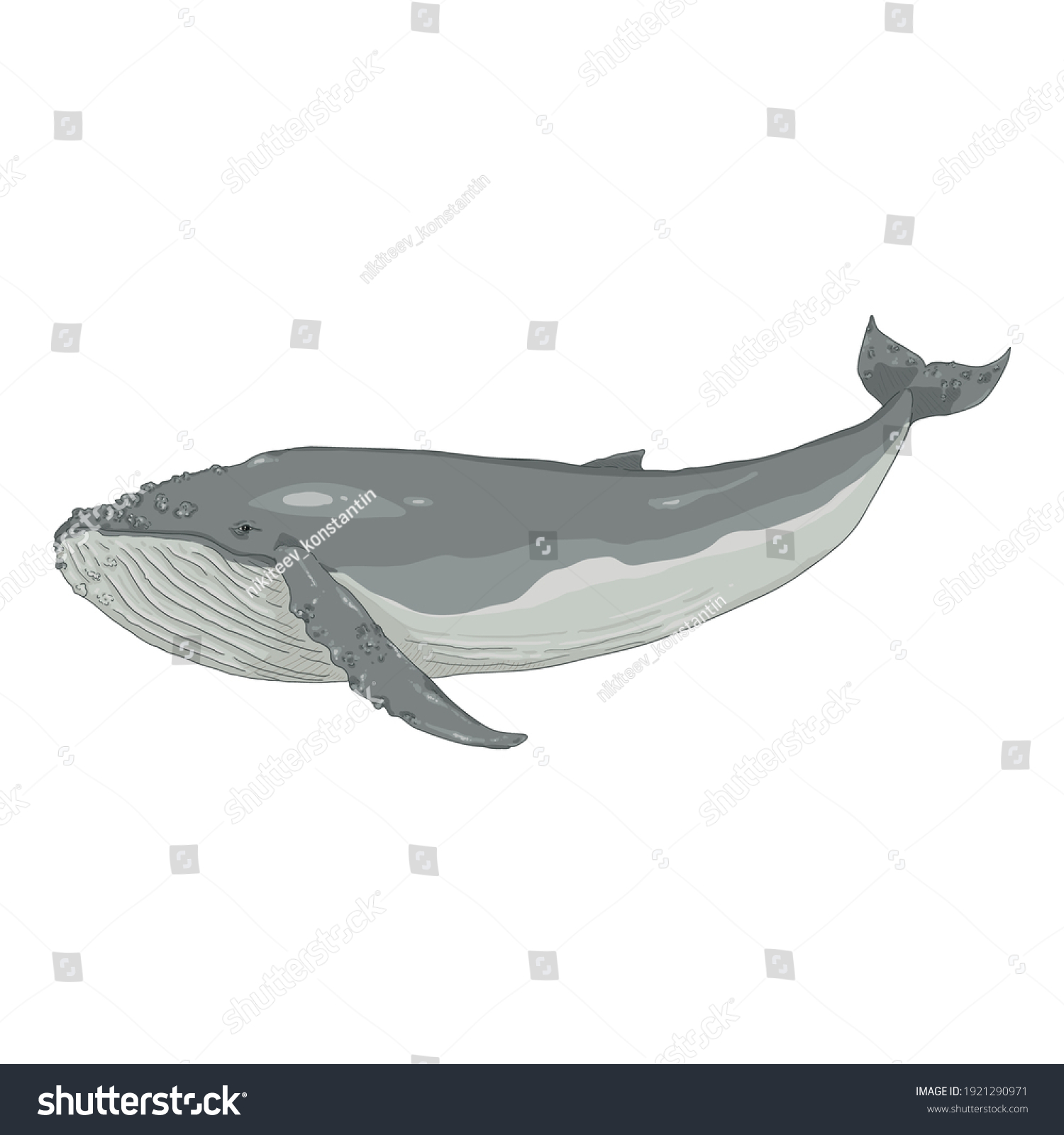 Vector Cartoon Humpback Whale On White Stock Vector (Royalty Free ...