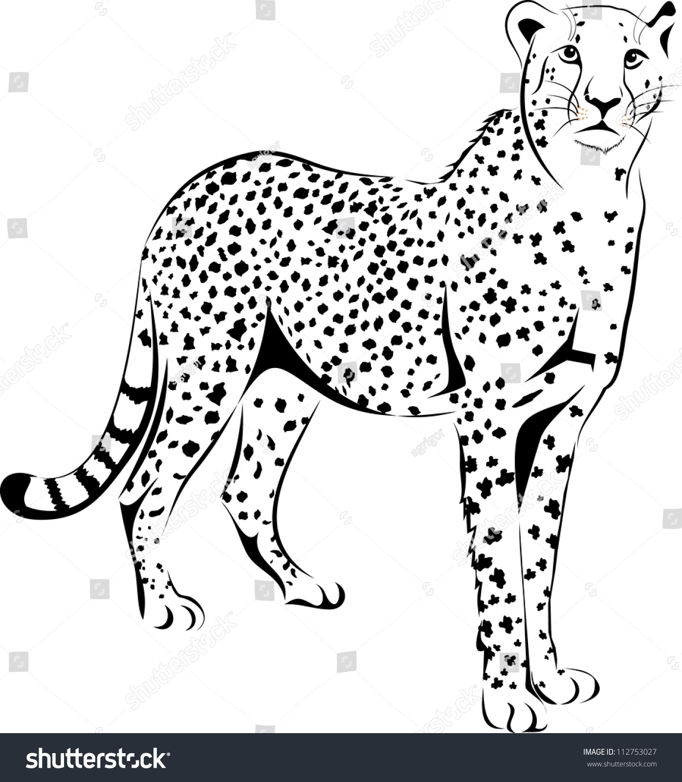 Vector Cheetah - 112753027 : Shutterstock