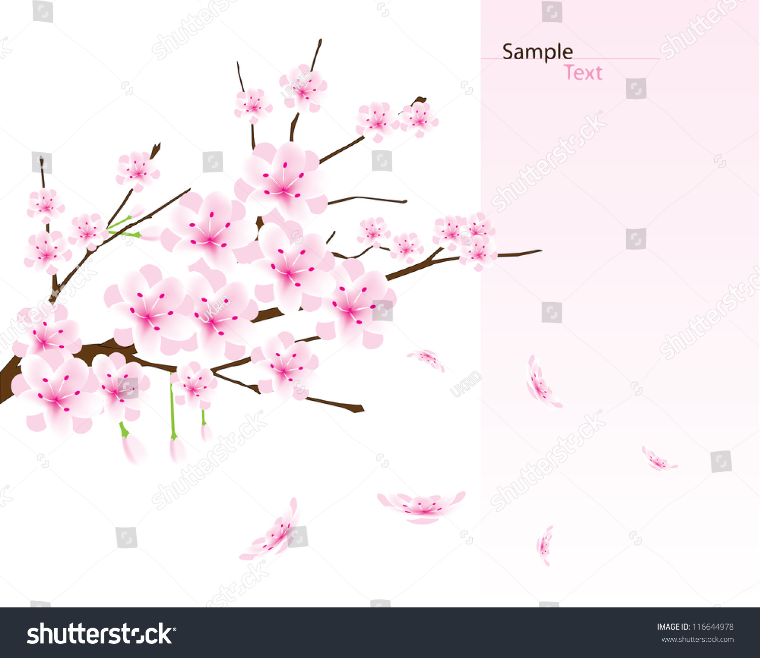 Vector Cherry Blossom Branch - 116644978 : Shutterstock