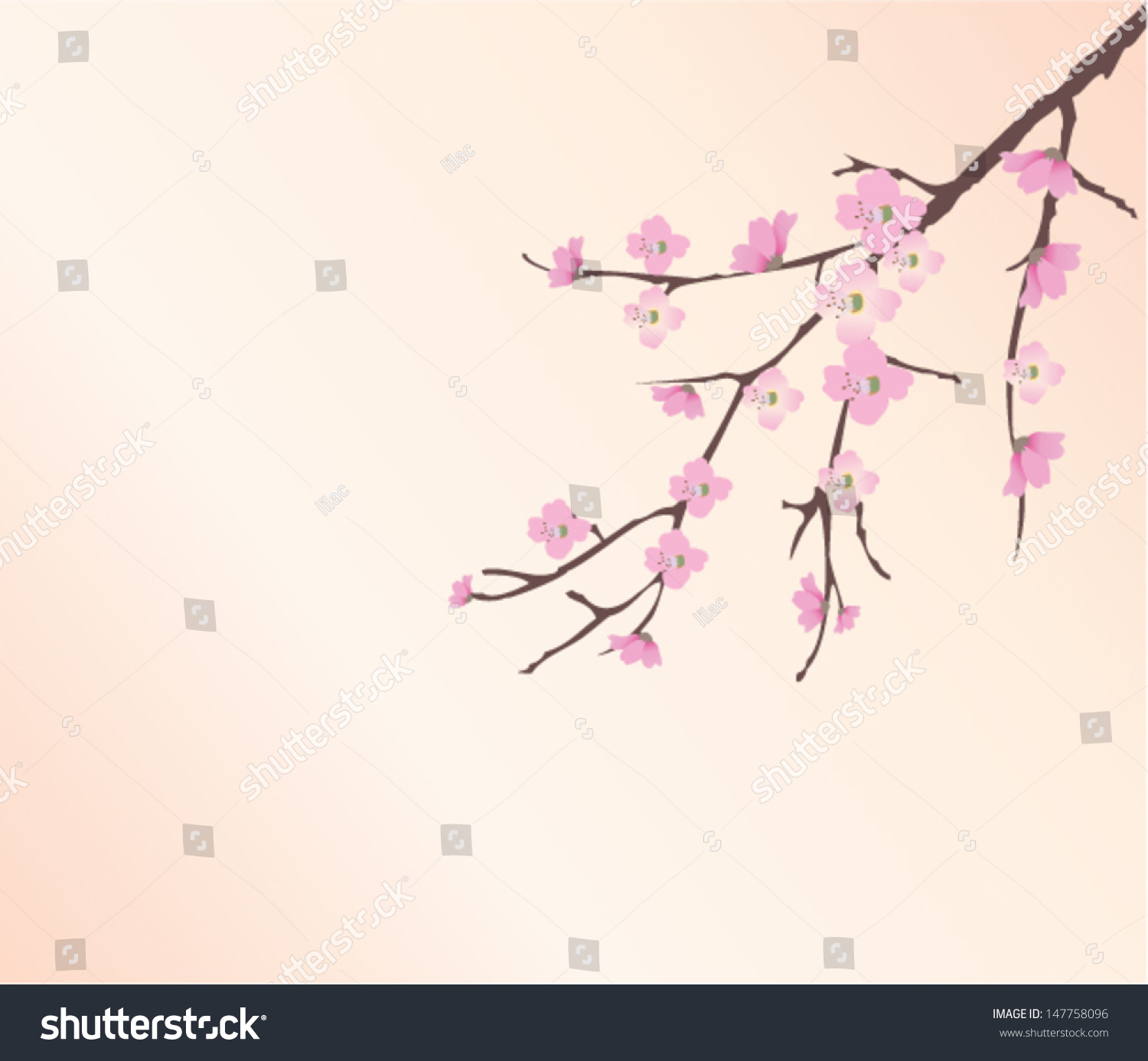 Vector Cherry Tree Branch In Blossom - 147758096 : Shutterstock