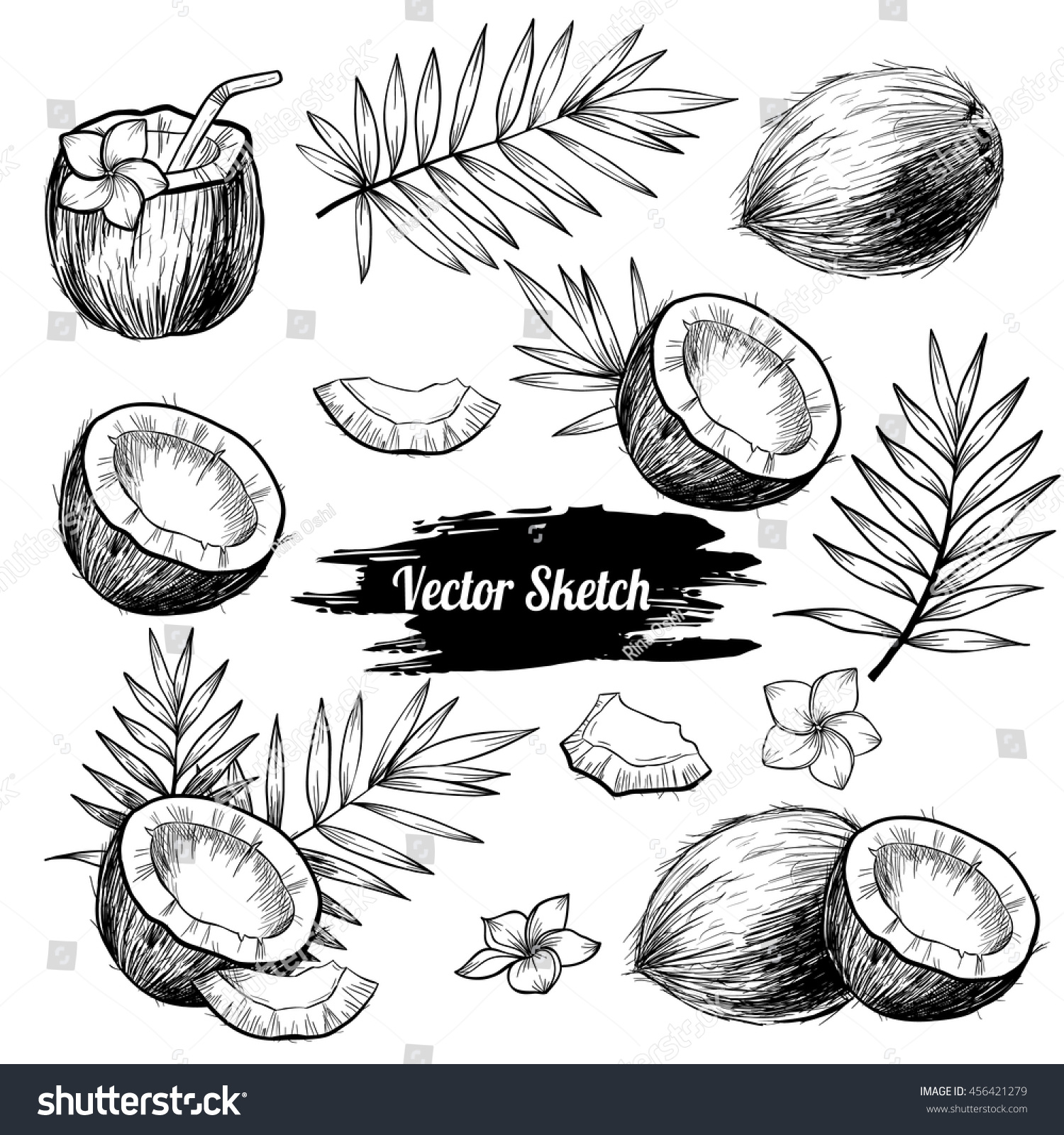 SVG of Vector coconut hand drawn sketch with palm leaf.  Sketch vector tropical food illustration. Vintage style svg