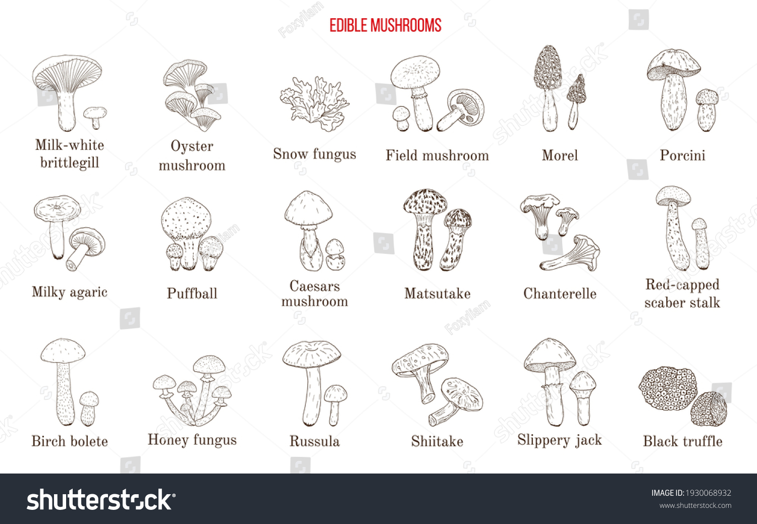 Vector Collection Hand Drawn Edible Mushrooms Stock Vector (Royalty ...