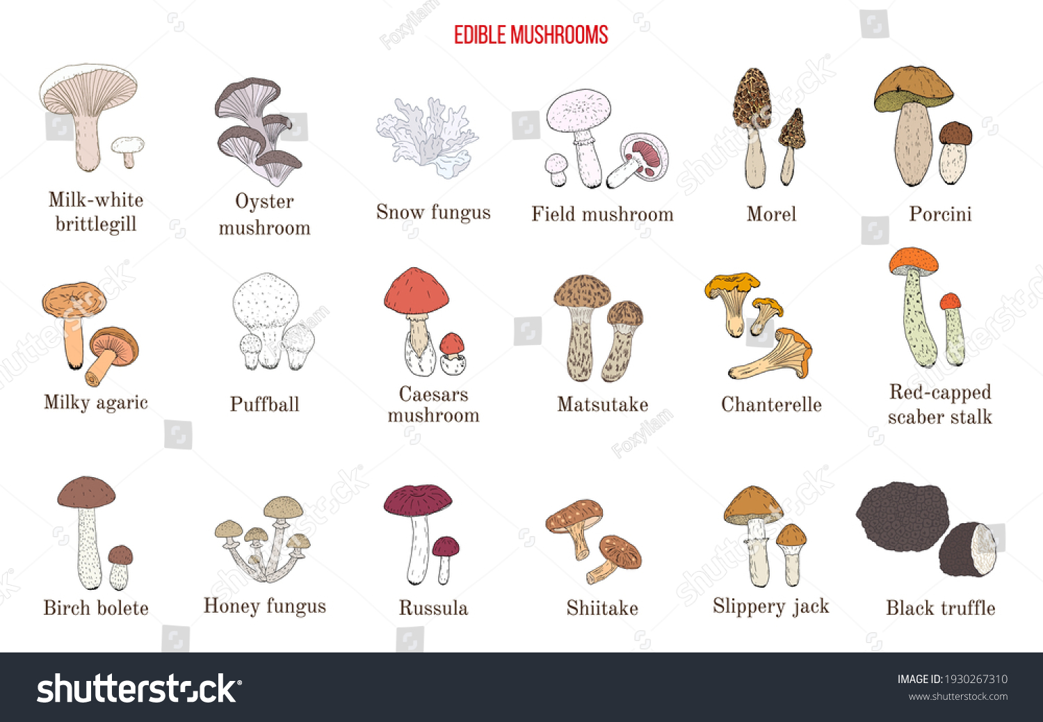 Vector Collection Hand Drawn Edible Mushrooms Stock Vector (Royalty