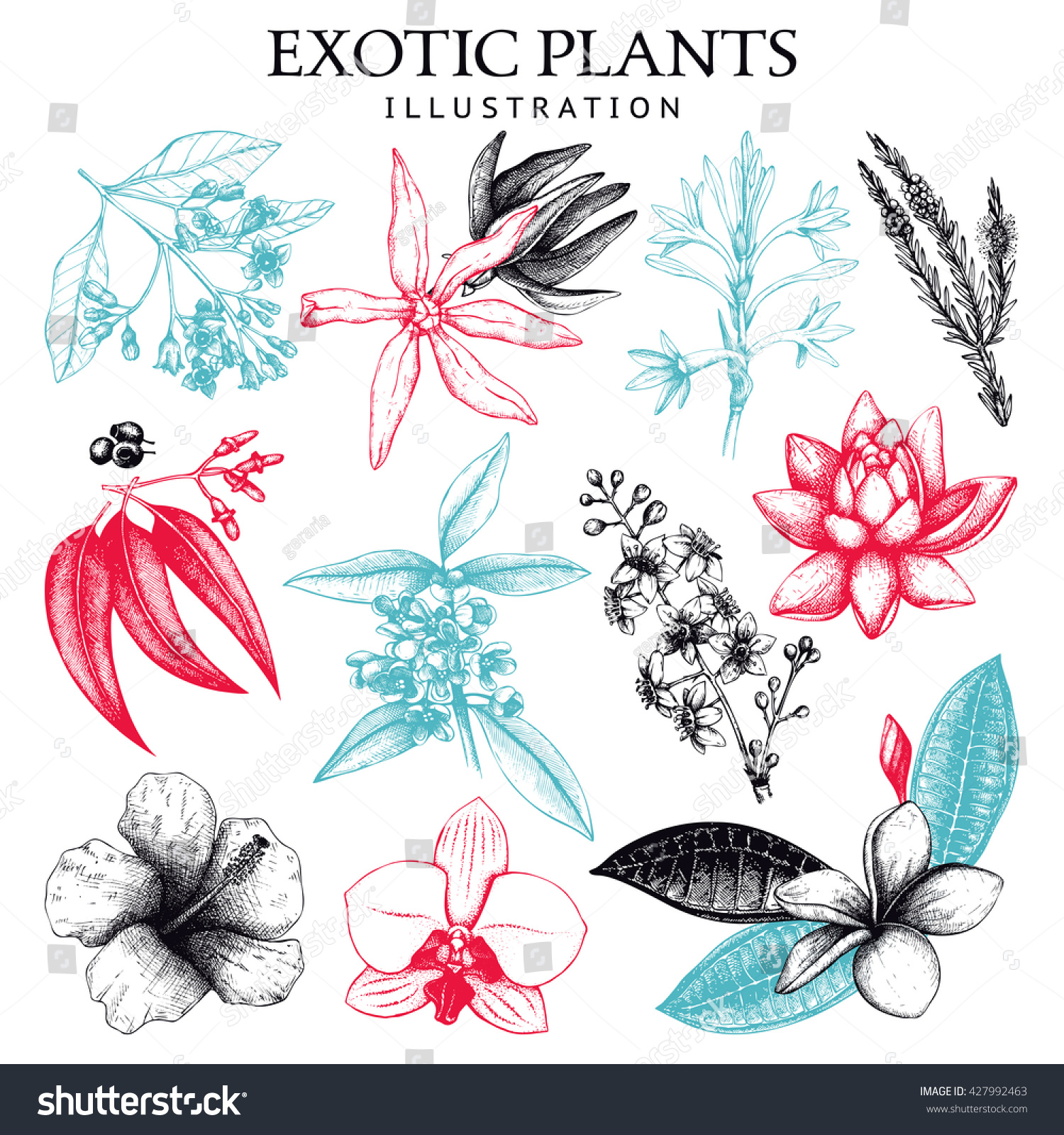 Vector Collection Hand Drawn Exotic Plants Stock Vector 427992463 Shutterstock Tree Collection Of Design Elements Stock Vector Illustration Of Icon Botany 32428346