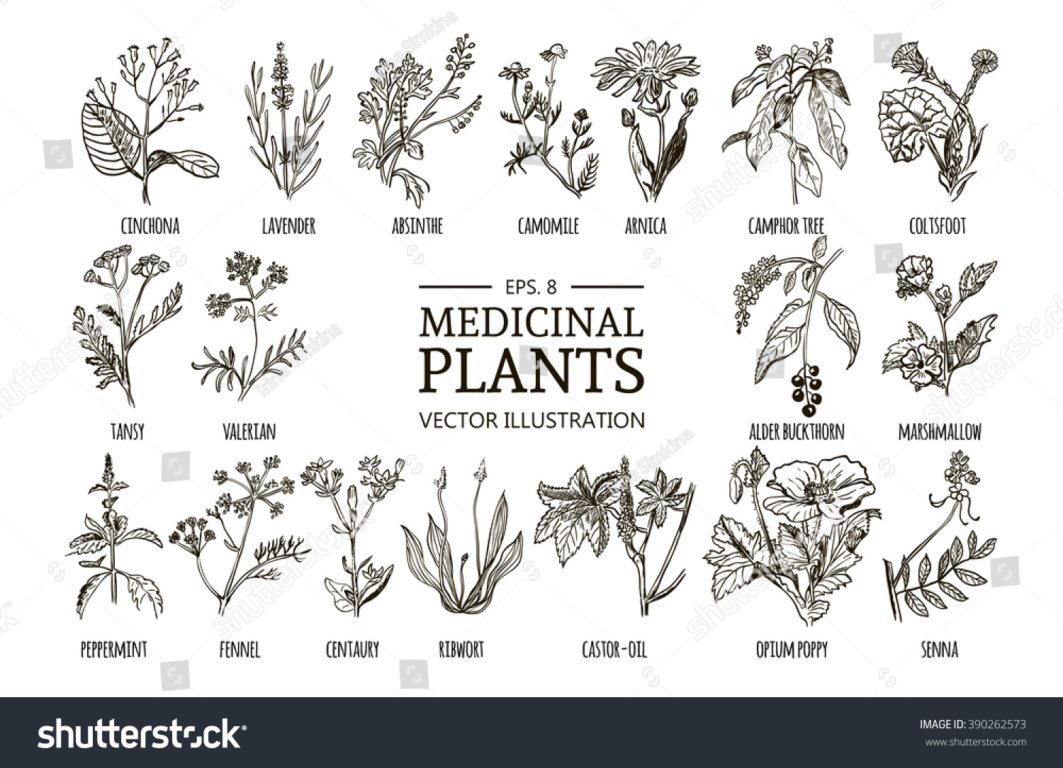 Vector Collection Hand Drawn Medicinal Herbs Stock Vector (Royalty Free