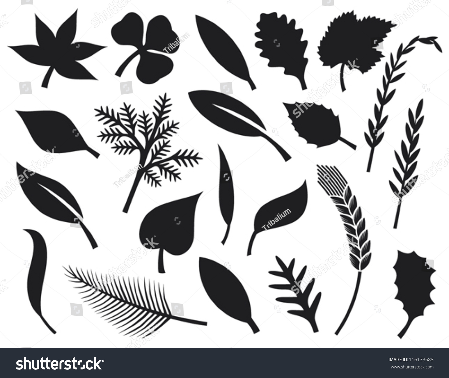 Vector Collection Of Leaf Silhouettes - 116133688 : Shutterstock