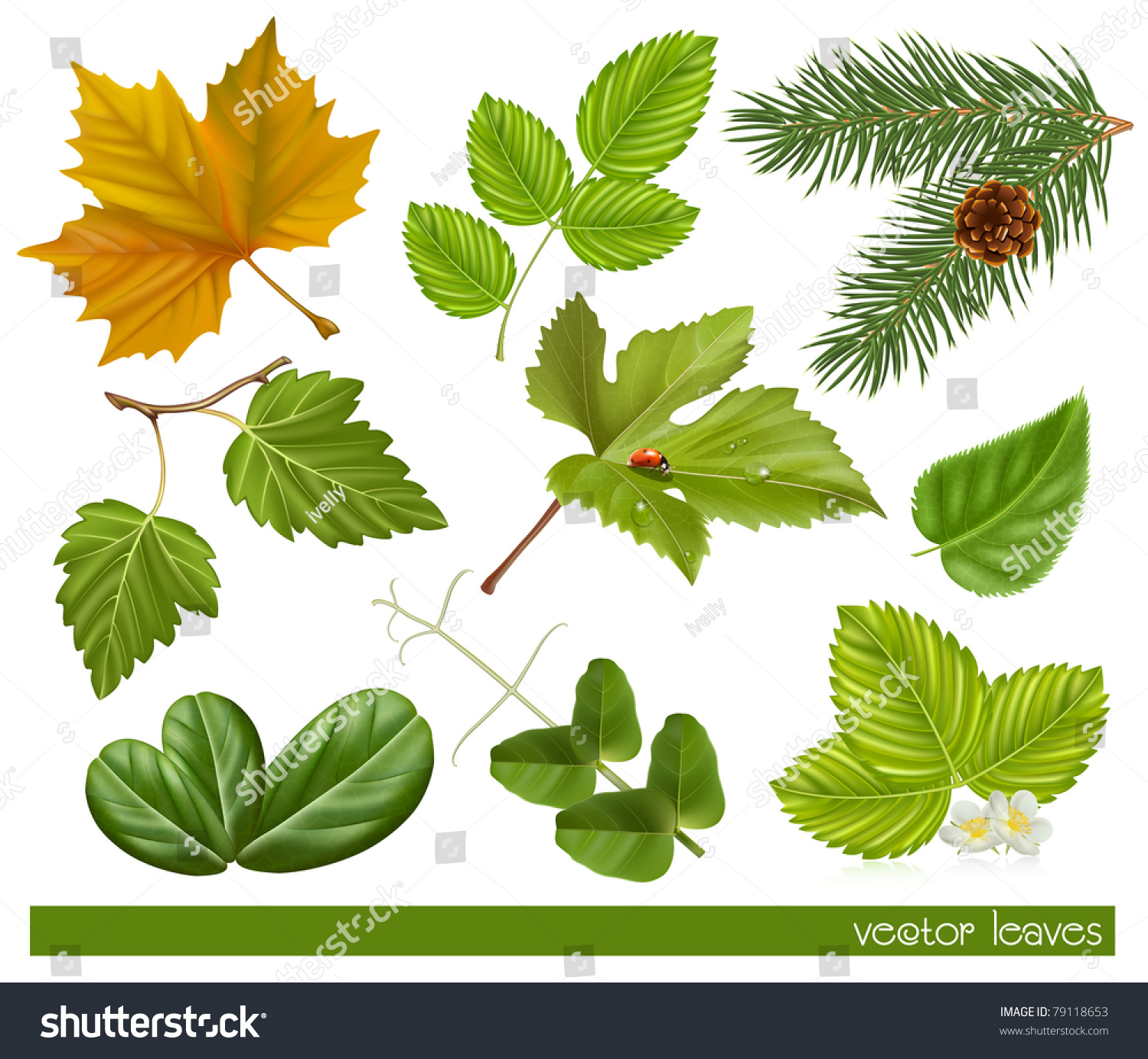 Vector Collection Leaves Stock Vector Royalty Free 79118653 Shutterstock Vector Collection Leaves Stock Vector Royalty Free 79118653 Shutterstock
