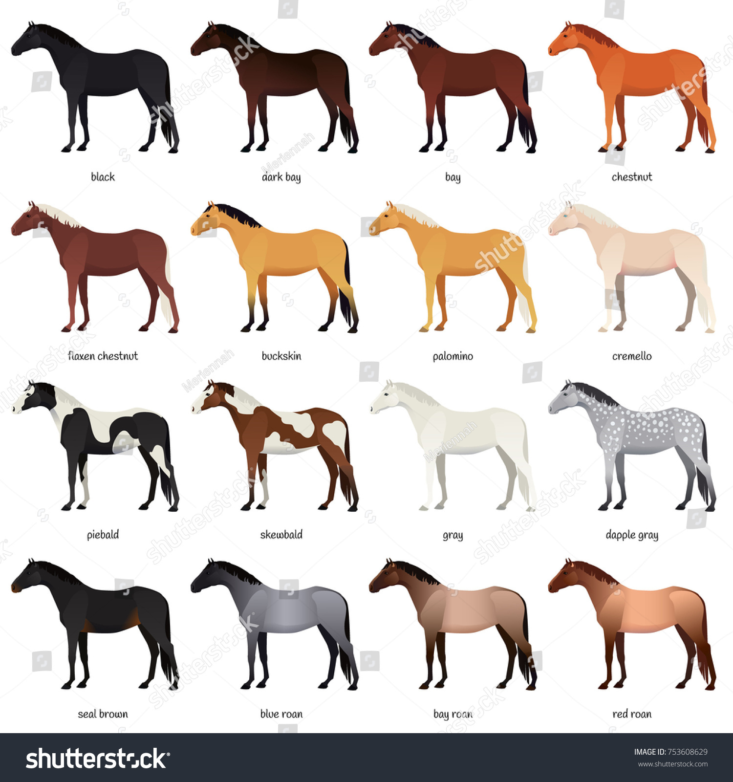 Vector Collection Various Horse Coats Colors Stock Vector 753608629 ...