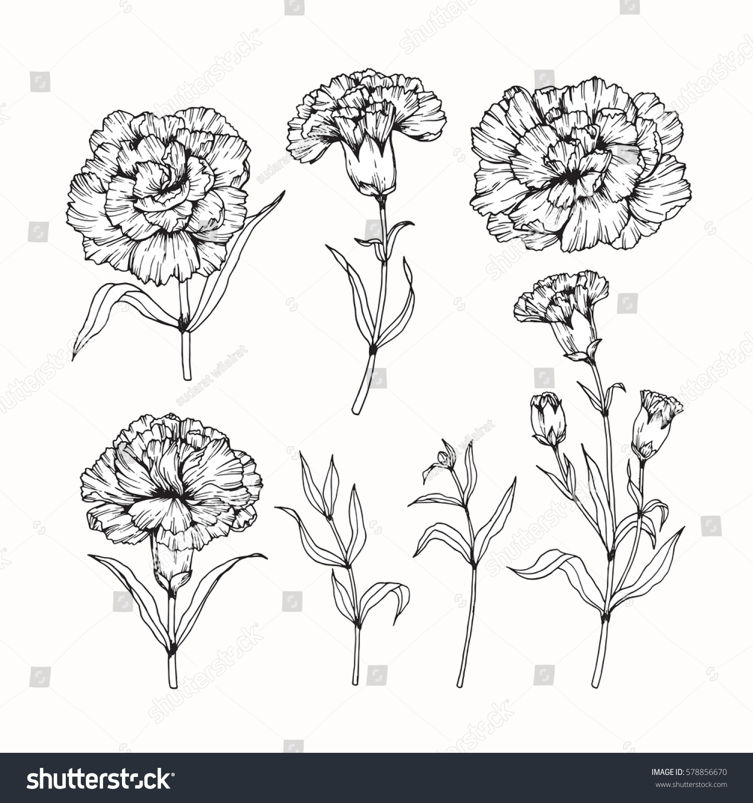 Vector Collection Set Carnation Flower By Stock Vector 578856670 ...