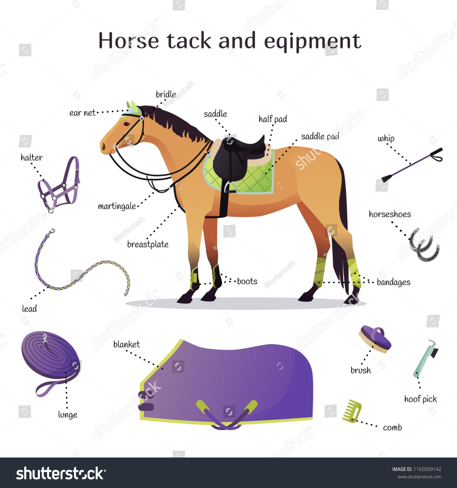 horse gear