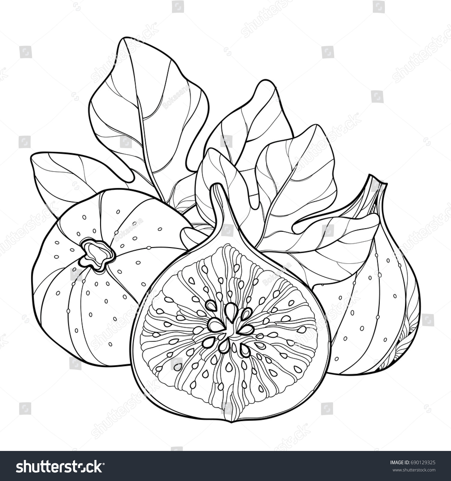 Download Vector Composition Outline Common Fig Ficus Stock Vector ...