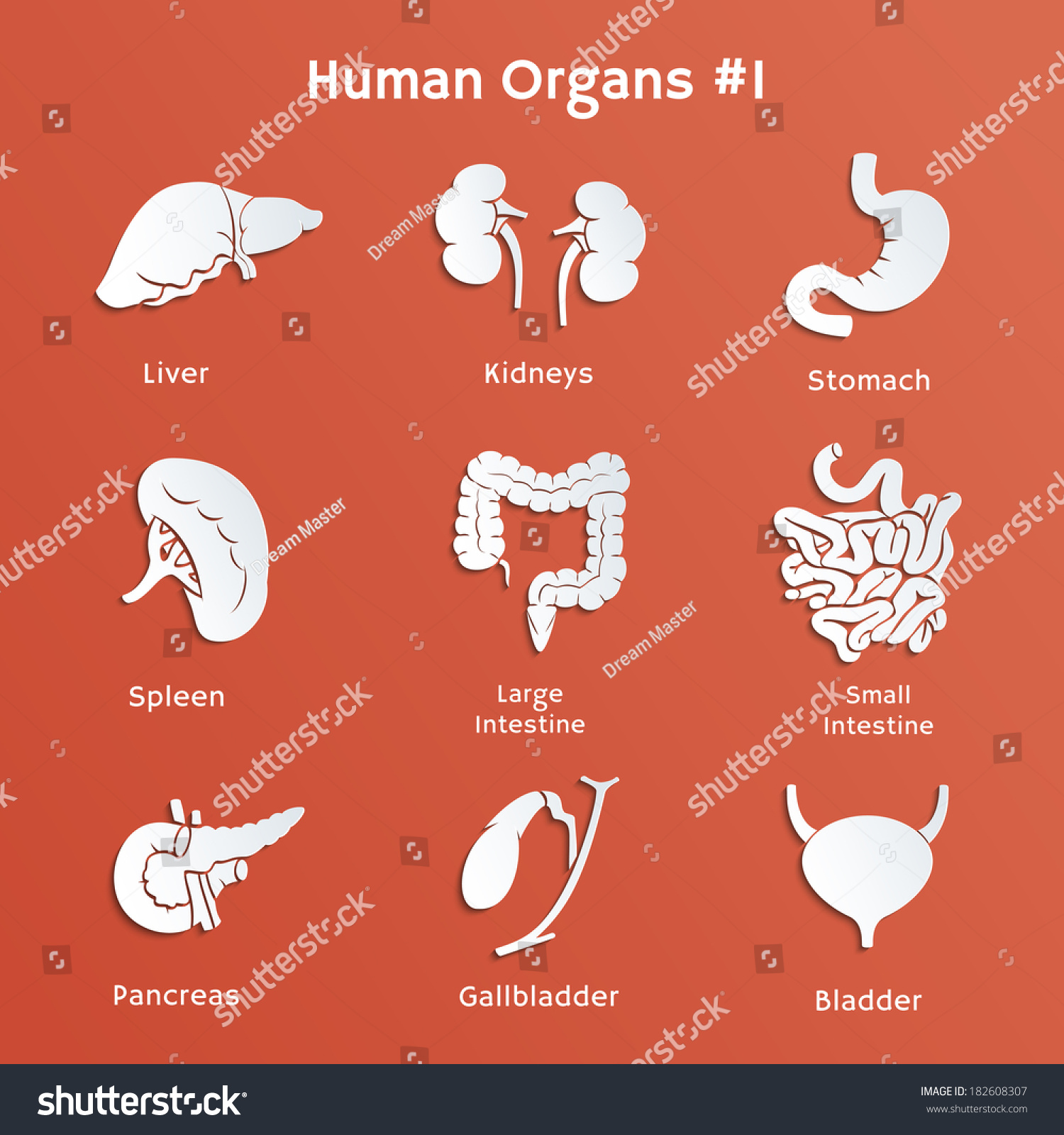 Vector Cutout Paper Icons Internal Human Stock Vector 182608307 ...