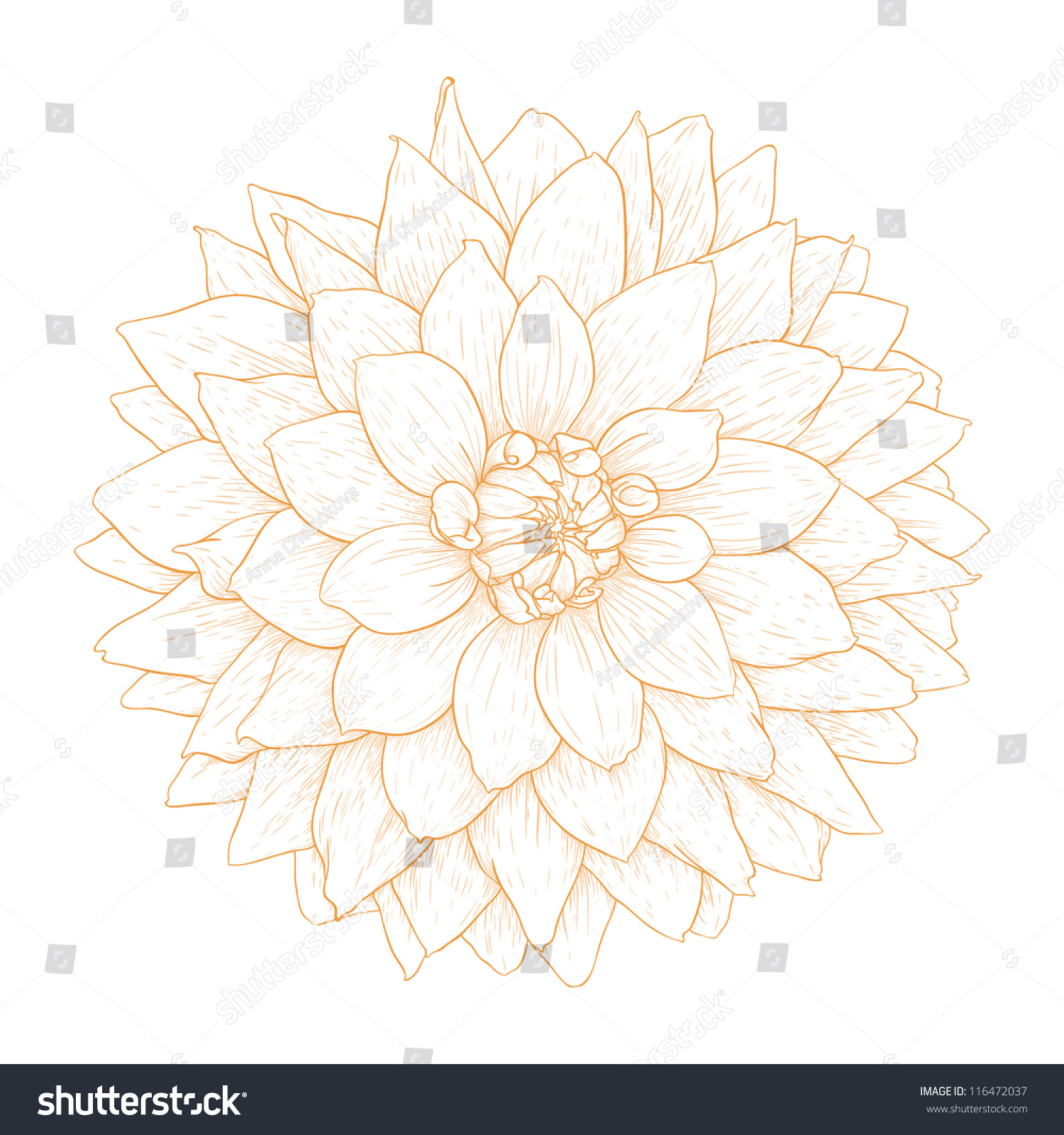 Vector Dahlia Flower Isolated On White Stock Vector 116472037