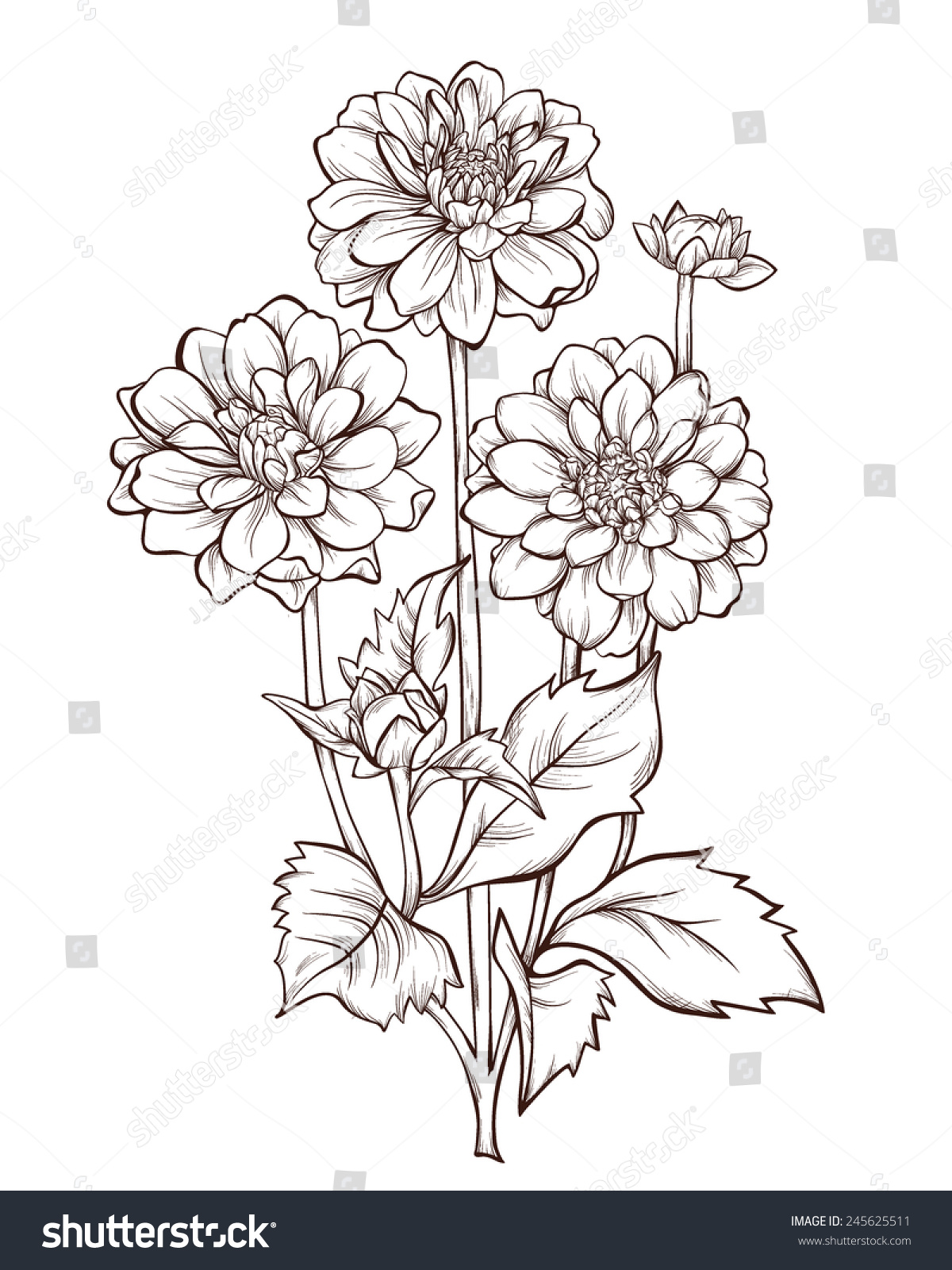 Vector Dahlia Flower Isolated On White Stock Vector 245625511