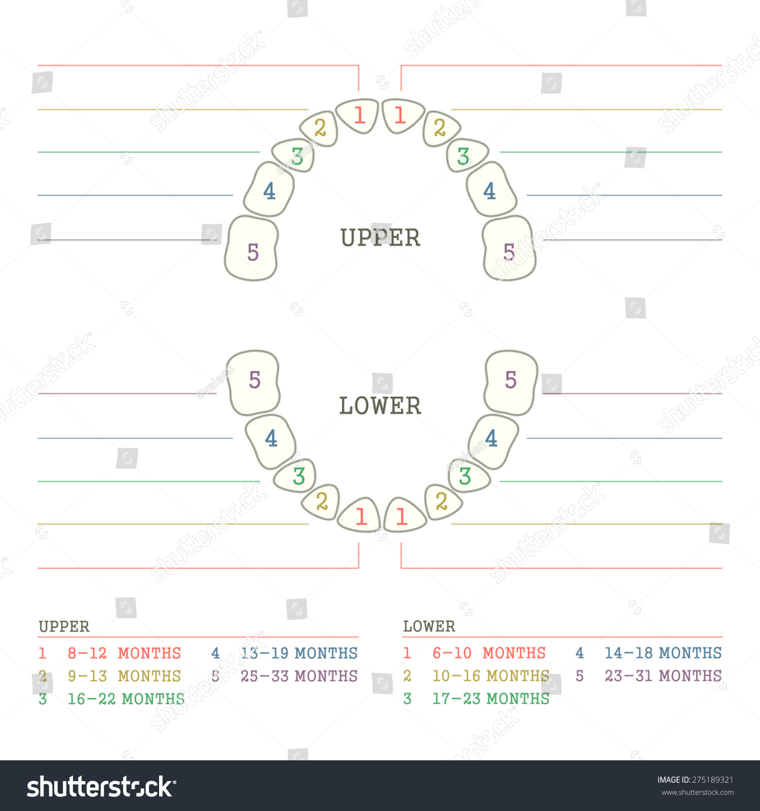 Baby Teeth Chart Images, Stock Photos & Vectors 