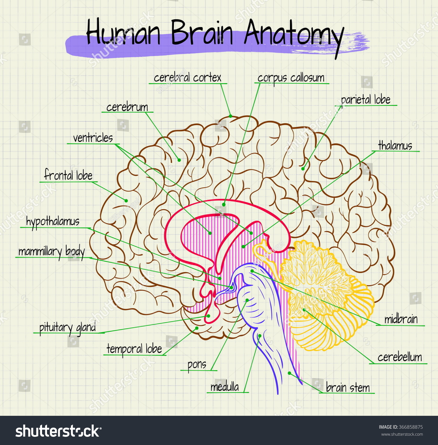Vector Diagram Anatomy Human Brain Side Stock Vector ...