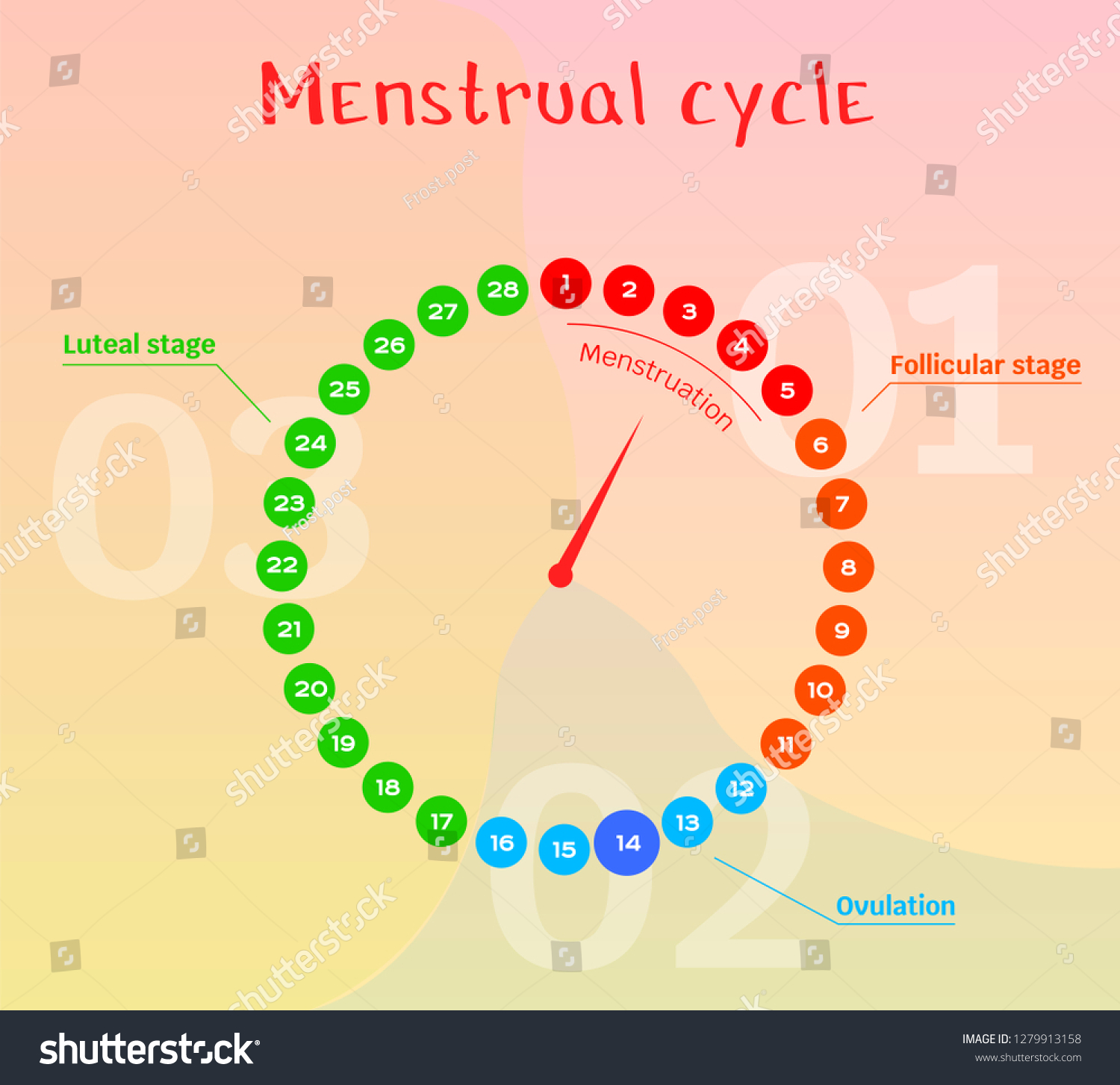 Vector Diagram Female Menstrual Cycle Phases Stock Vector (Royalty Free ...